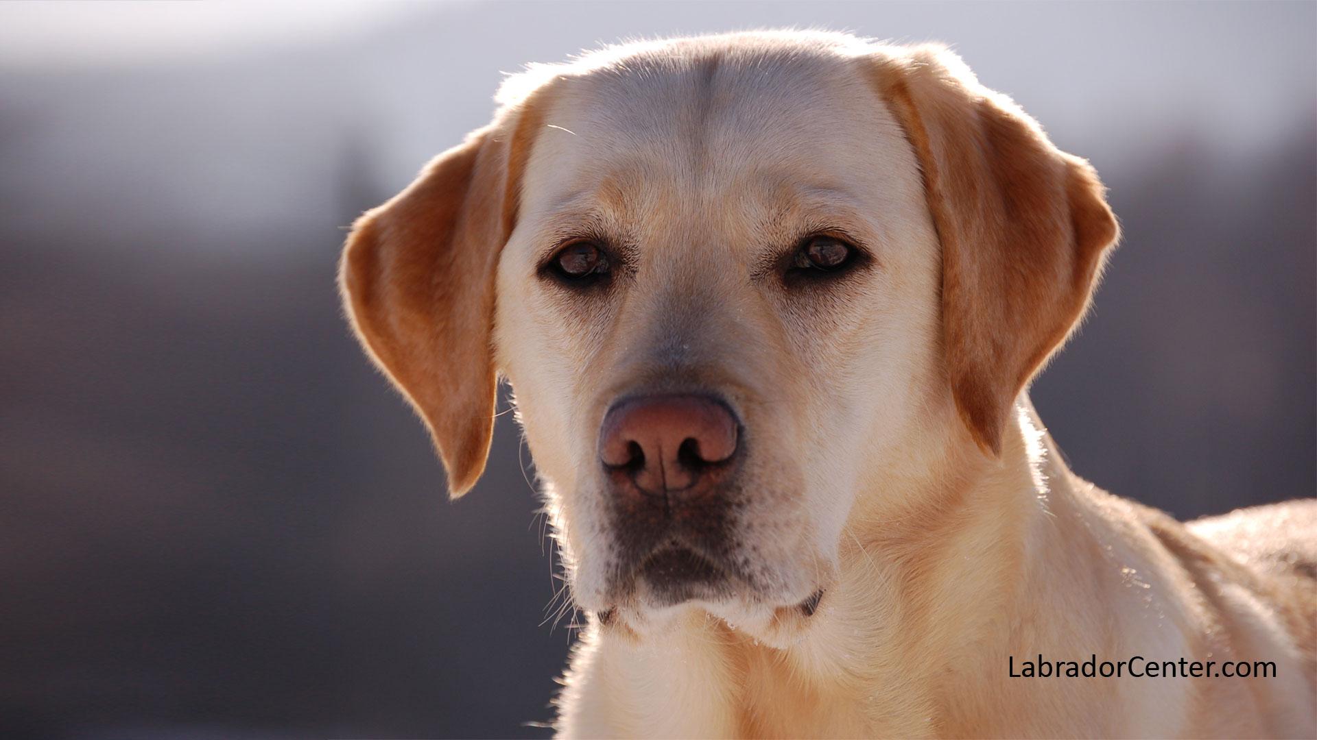 1920x1080 Labrador Retriever Wallpaper Labrador with Grey Background