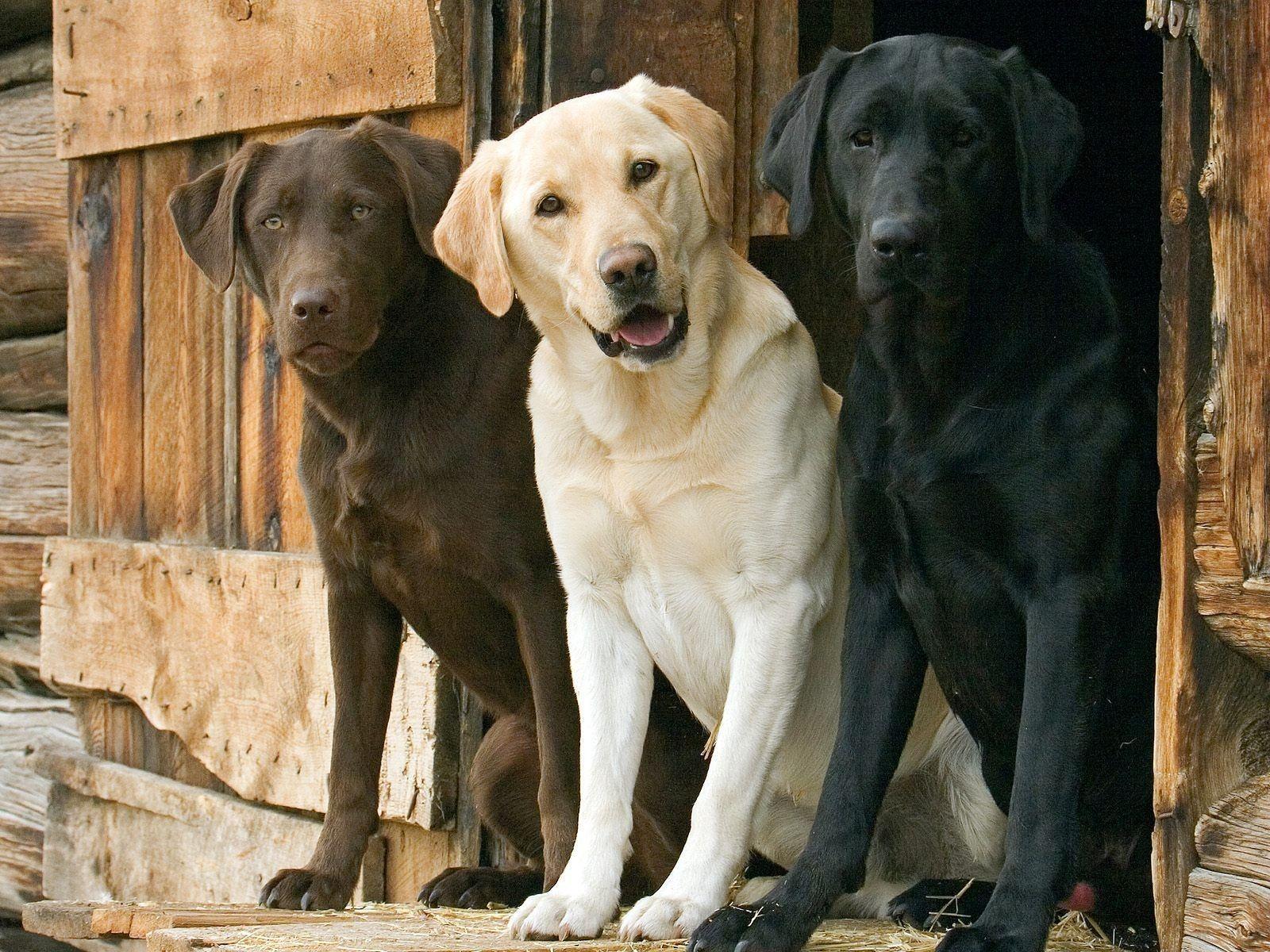 1600x1200 Labrador Wallpaper