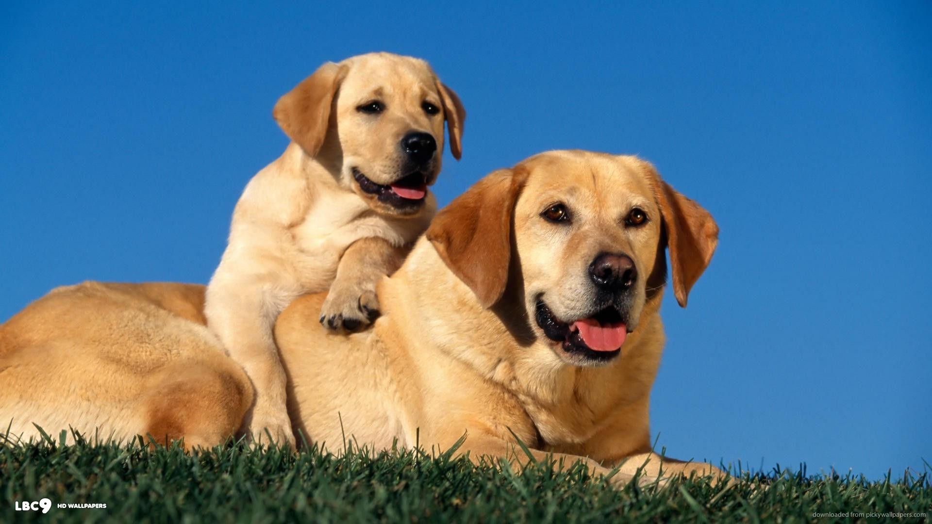 1920x1080 Labrador Wallpaper 2 X 1080