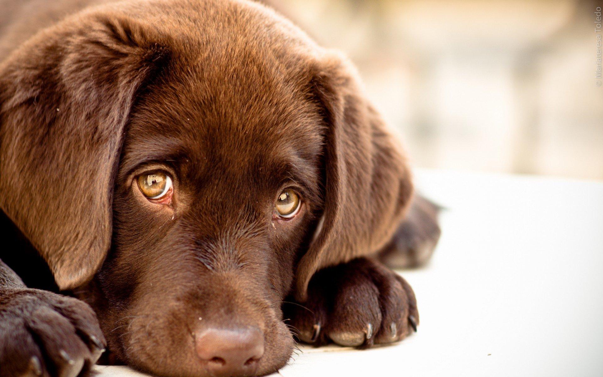 1920x1200 Labrador wallpaper HD for desktop background