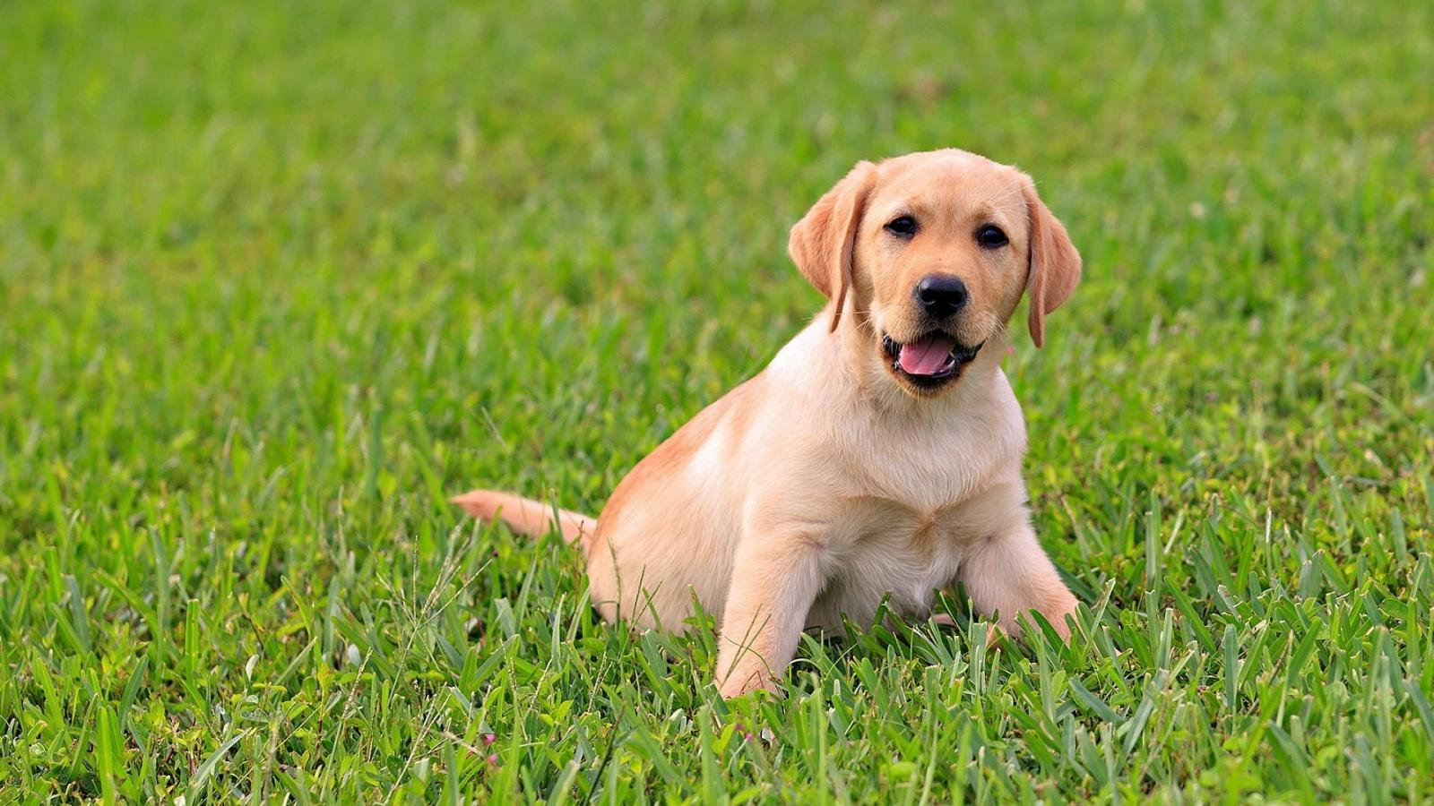 1600x900 Labrador Puppies HD Wallpaper, Background Image