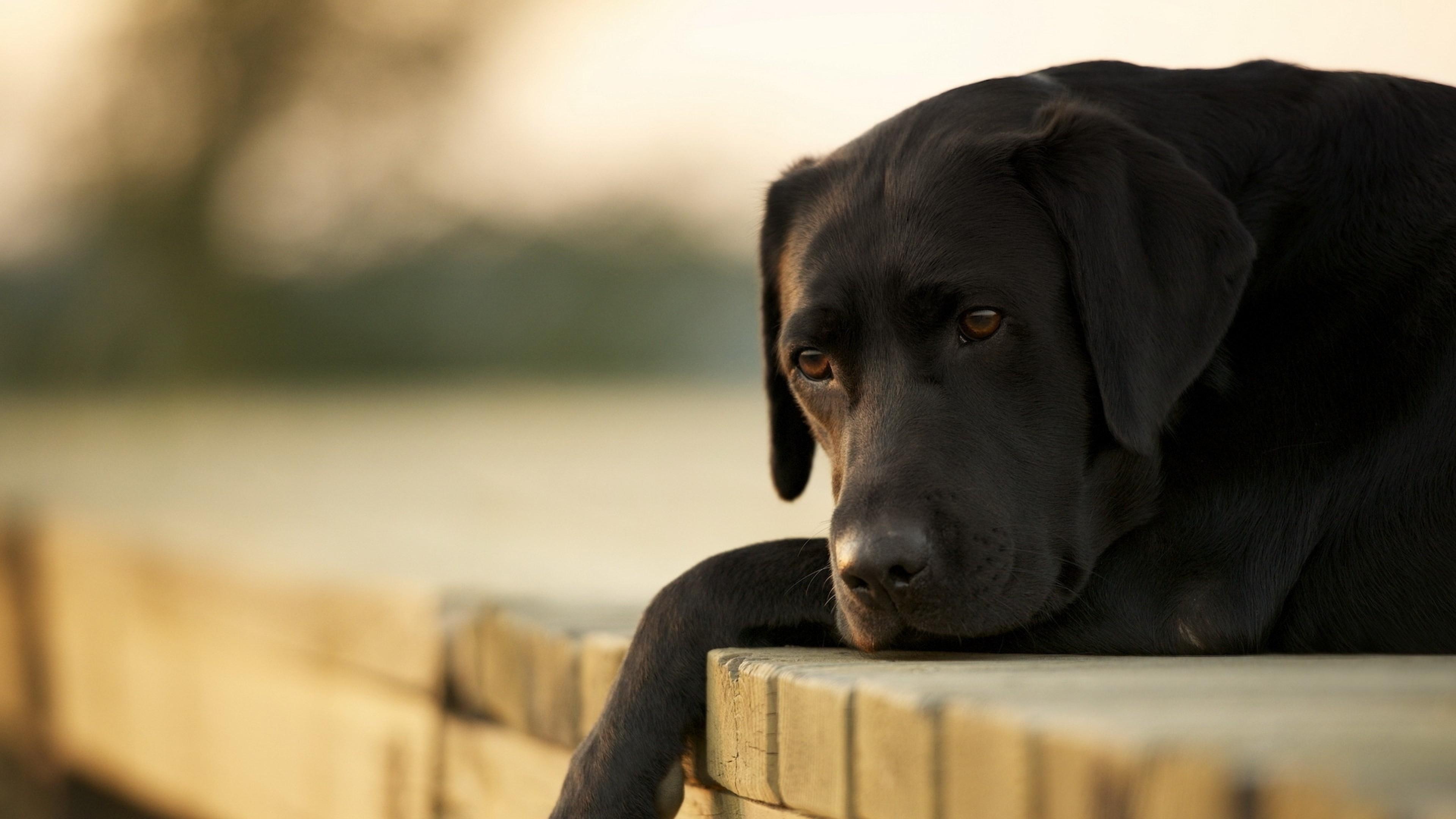 Labrador Dog Wallpapers - Top Free Labrador Dog Backgrounds ...