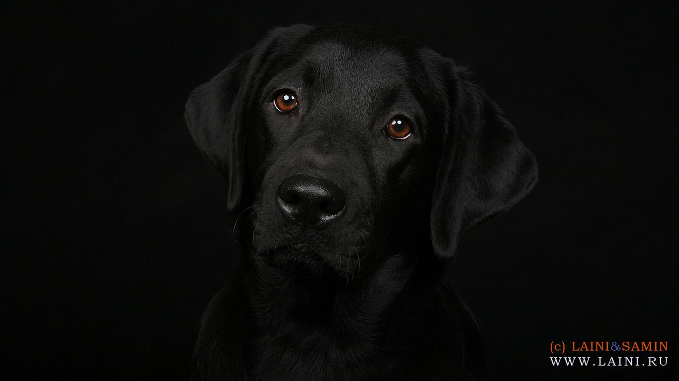 1366x768 Labrador Retriever Wallpaper for Desktop