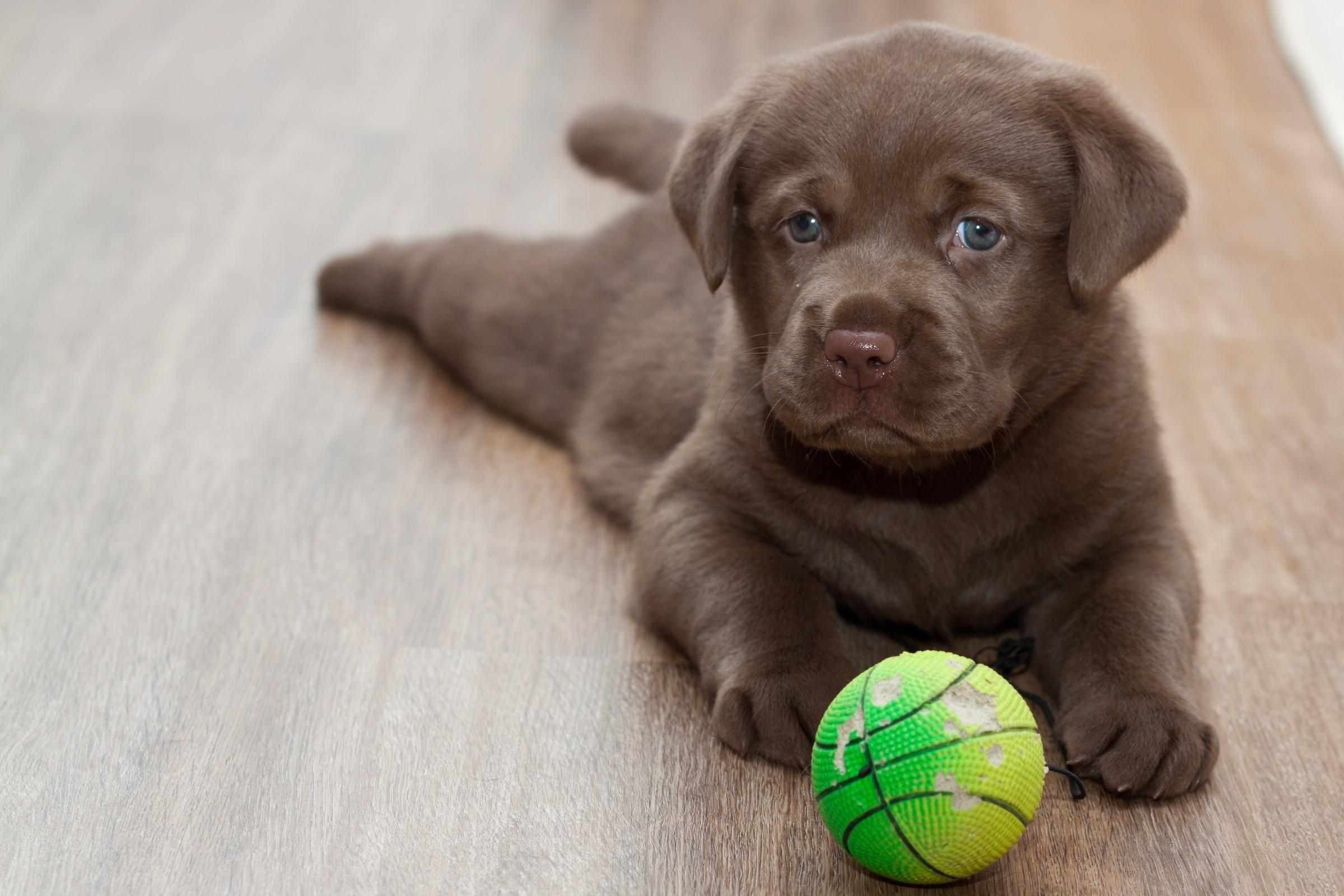2400x1600 Labrador puppy wallpaper. PC