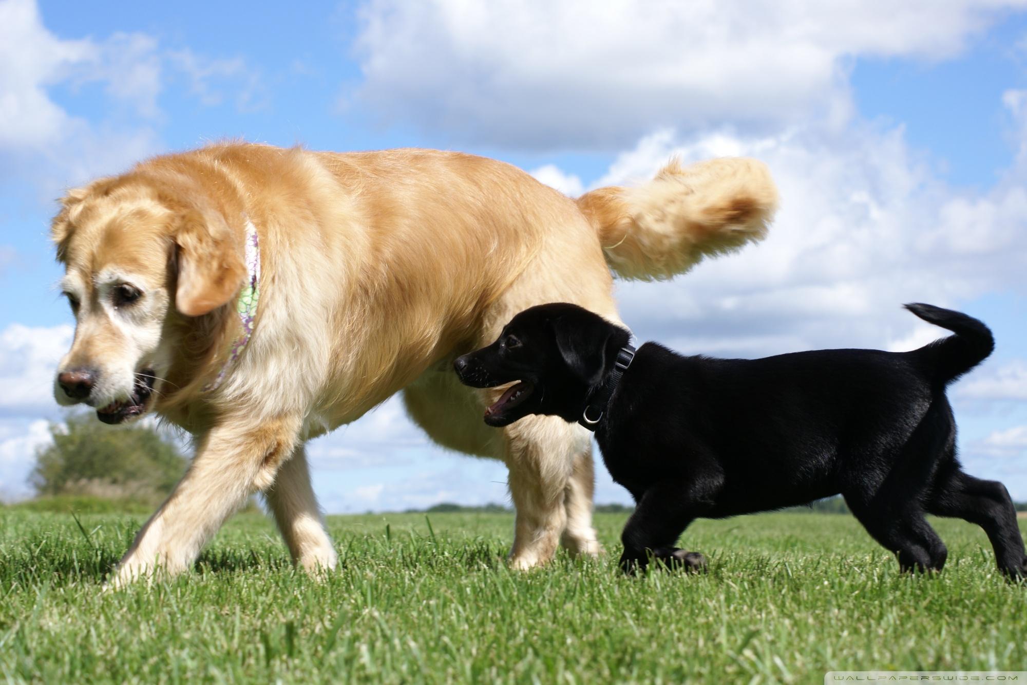 2000x1333 Golden and Labrador Retriever ❤ 4K HD Desktop Wallpaper for 4K
