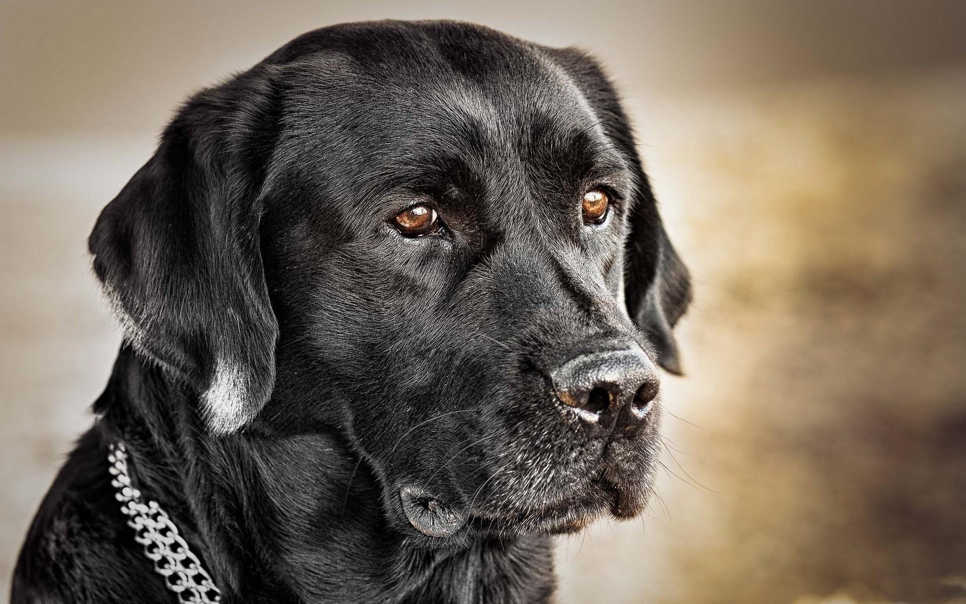1920x1200 Black labrador retriever wallpaper. PC