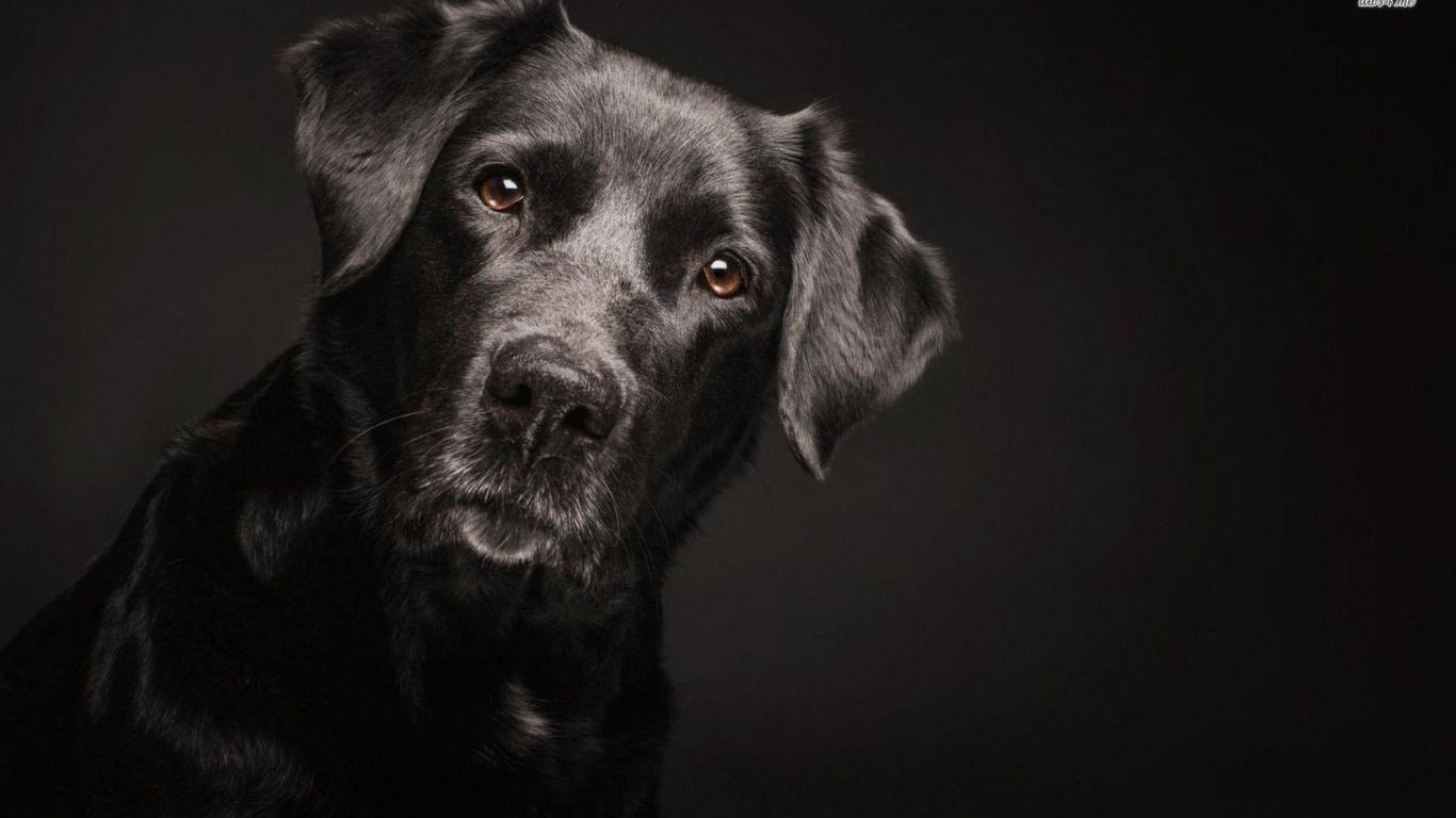 1366x768 Labrador Wallpaper 6 X 1050