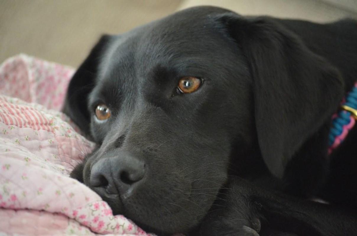 1208x800 Labrador Wallpaper for Android