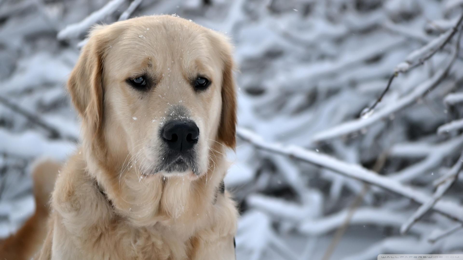 1920x1080 Labrador Retriever, Winter ❤ 4K HD Desktop Wallpaper for 4K Ultra