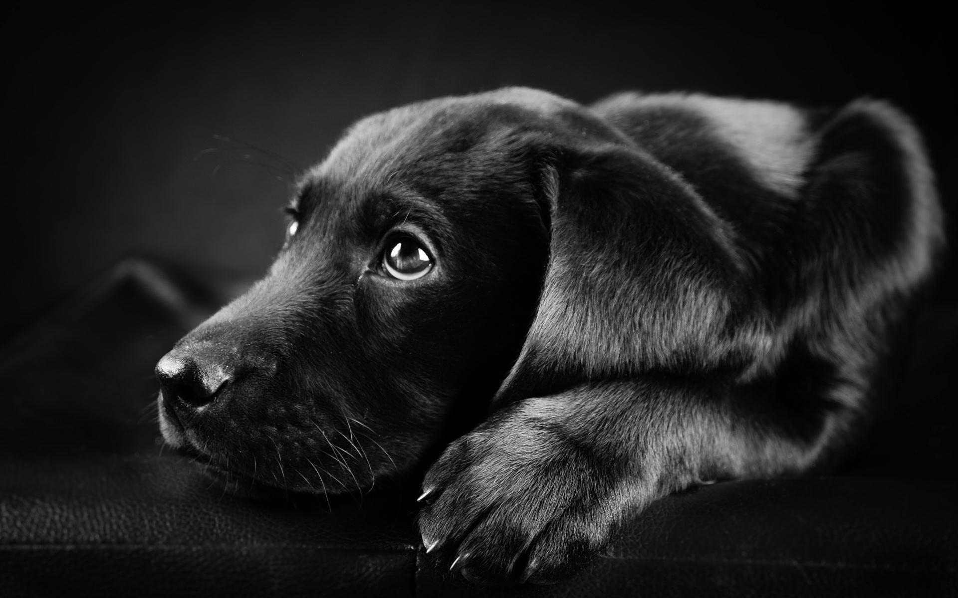 1920x1200 Black Labrador Wallpaper 1920x1200 (185.63 KB)