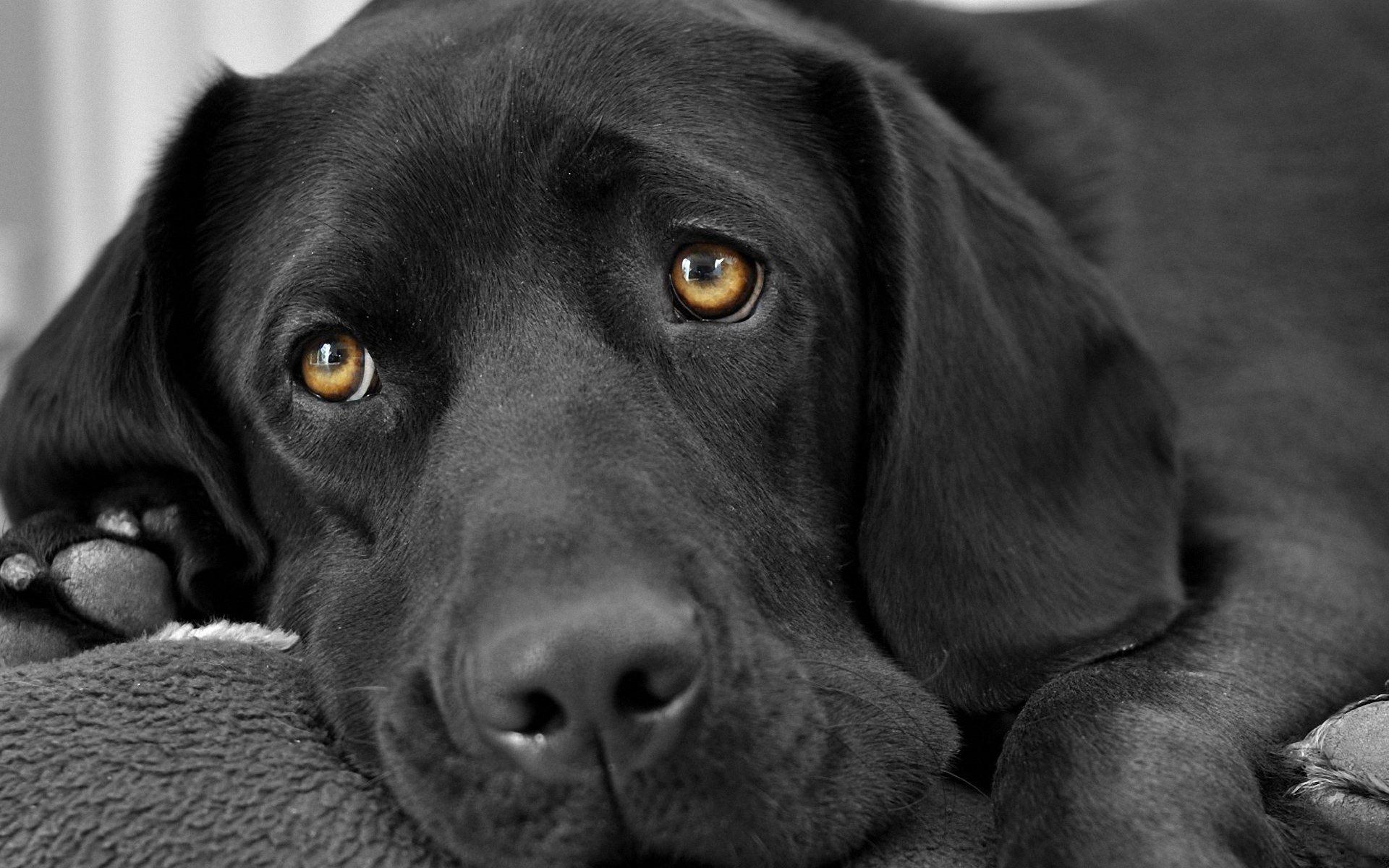 1920x1200 Black Labrador Wallpaper 5 X 1200