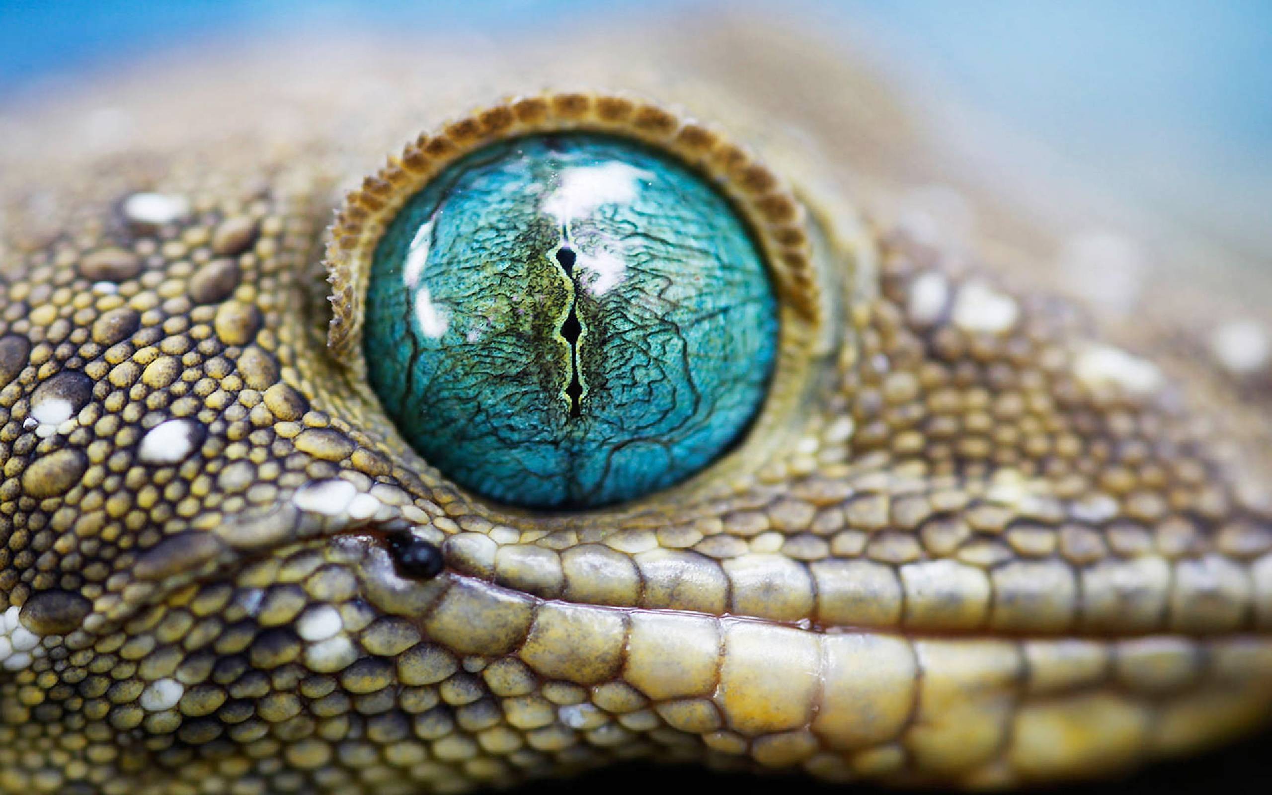 Download wallpaper 1350x2400 lizard reptile funny art iphone  876s6 for parallax hd background