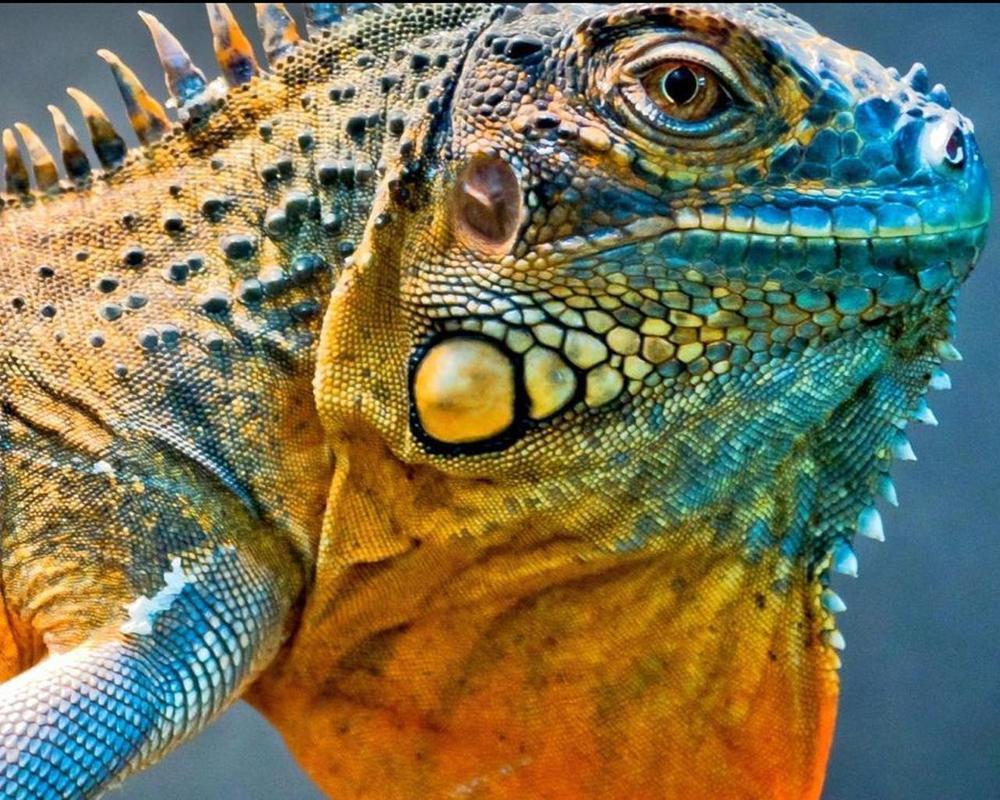1000x800 Lizard Wallpaper for Android