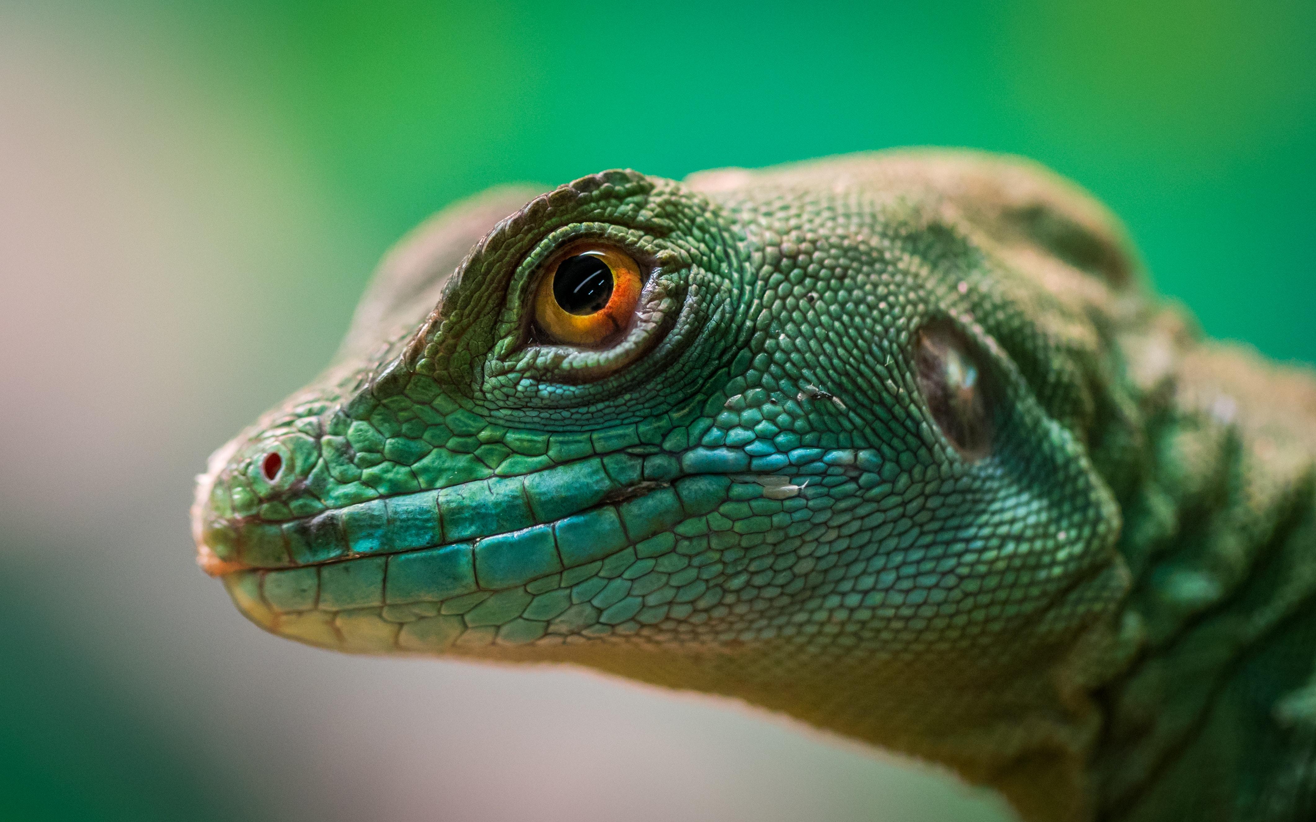 4243x2650 Interesting Lizard Photo