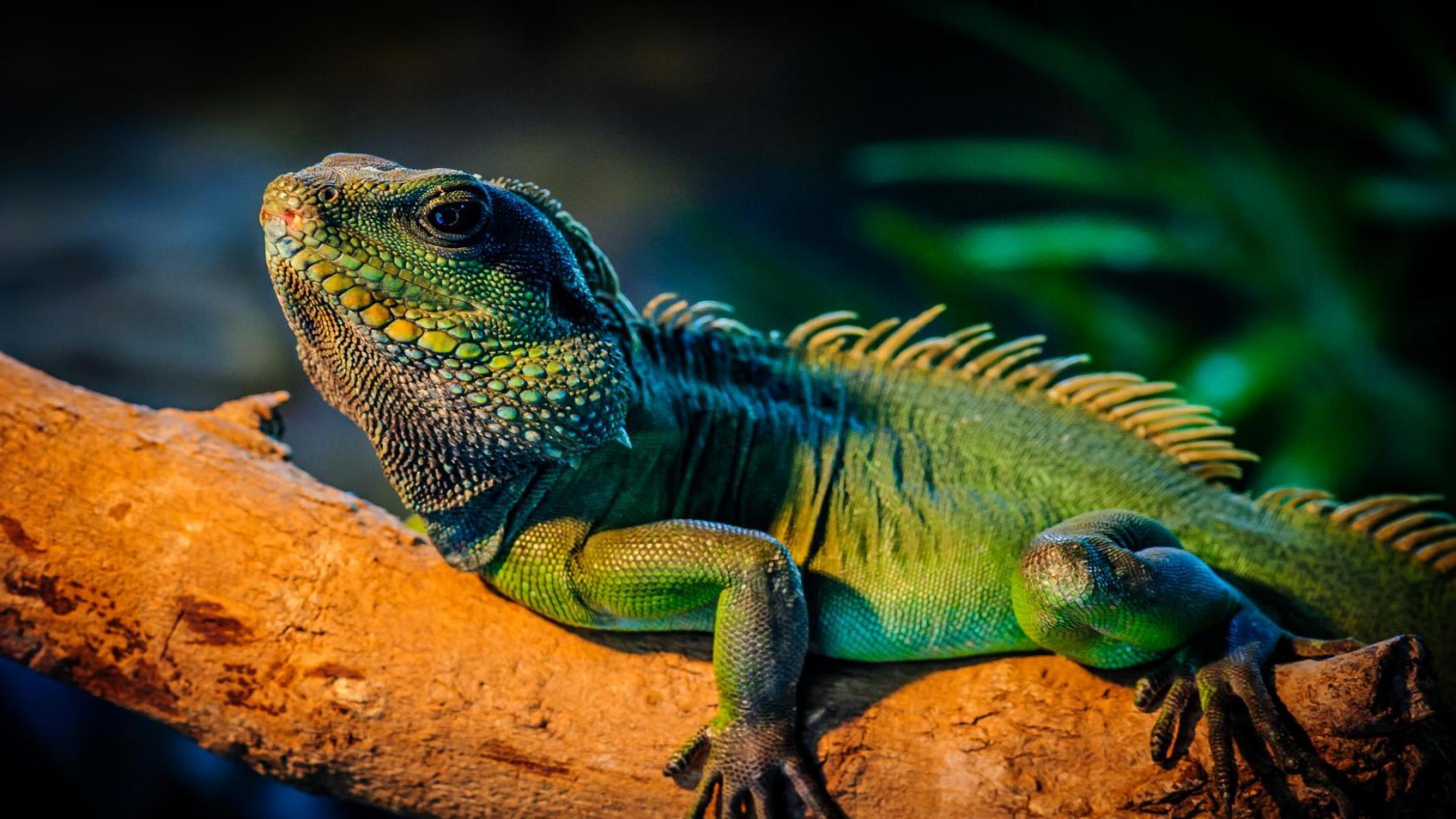 1920x1080 Lizard Wallpaper PC #L394P2E