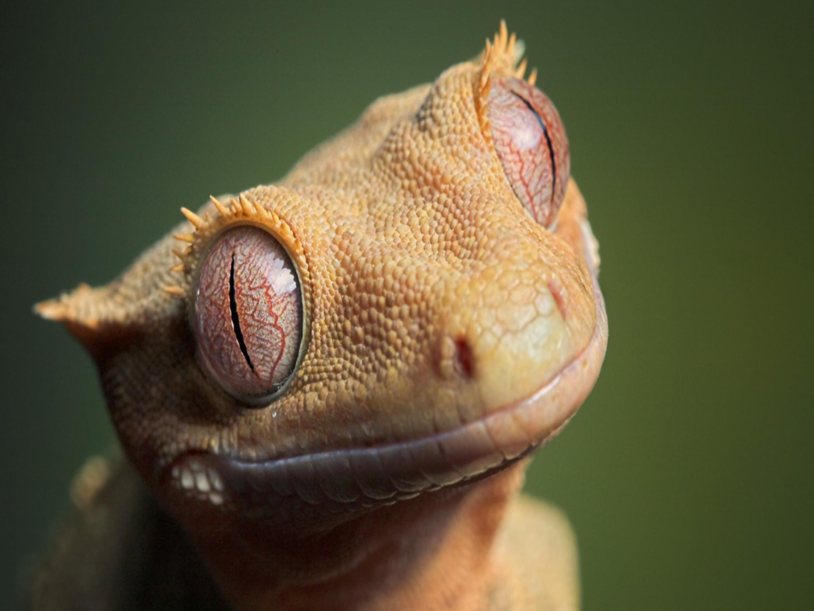 2800x2100 Lizard Wallpaper 739.42 Kb. ZyZiXuN E Journal