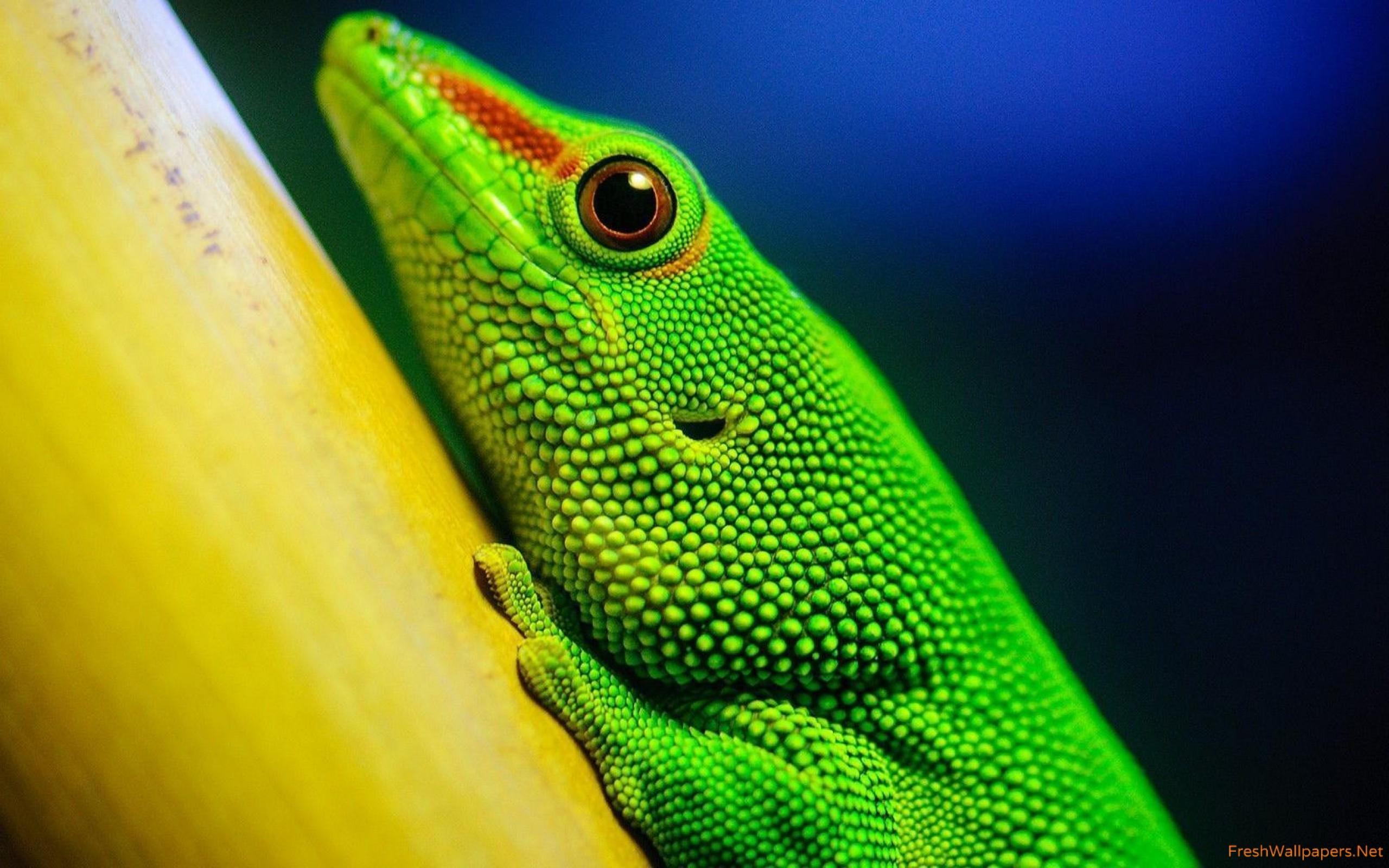 2560x1600 Green lizard wallpaper