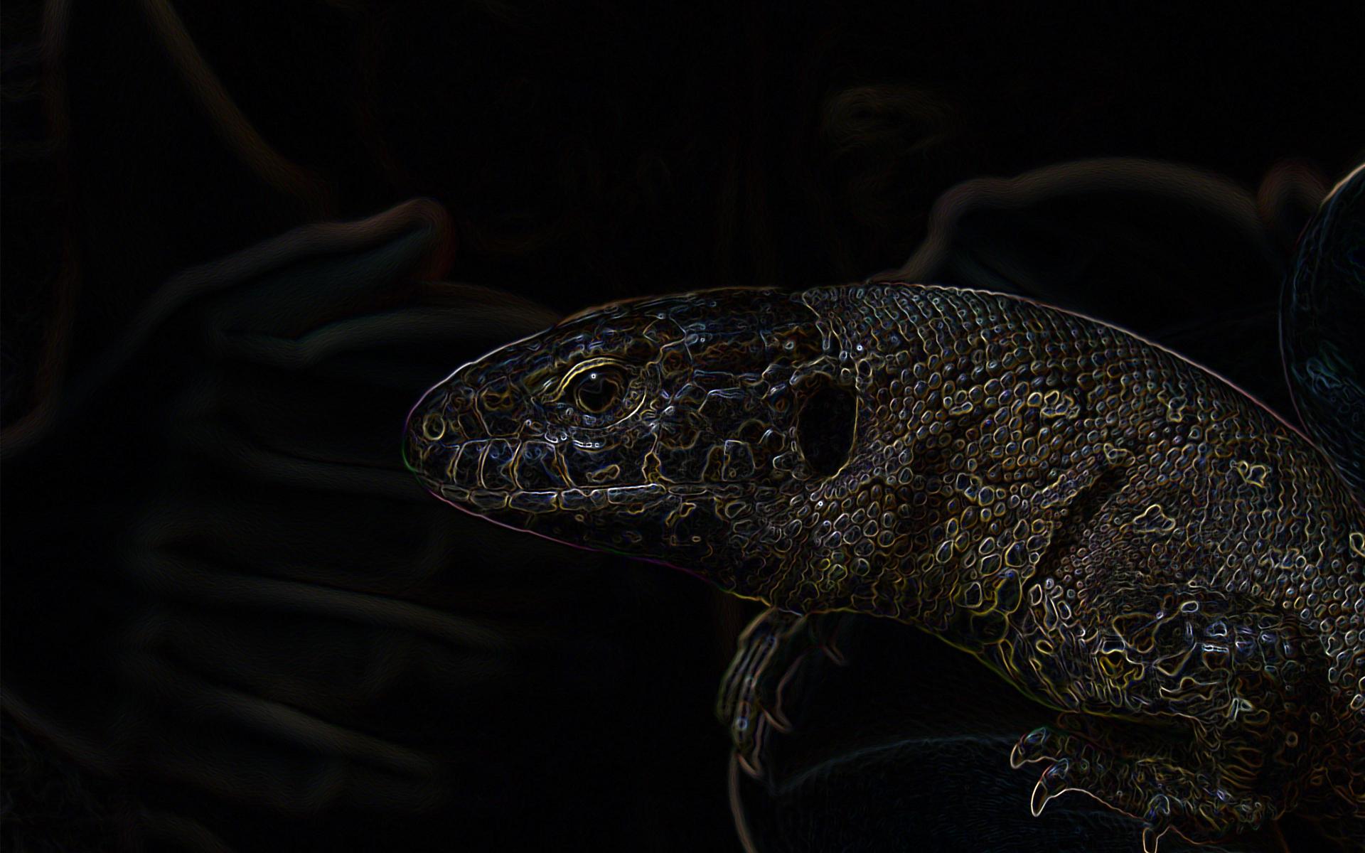 1920x1200 Dark Lizard wallpaper. Dark Lizard