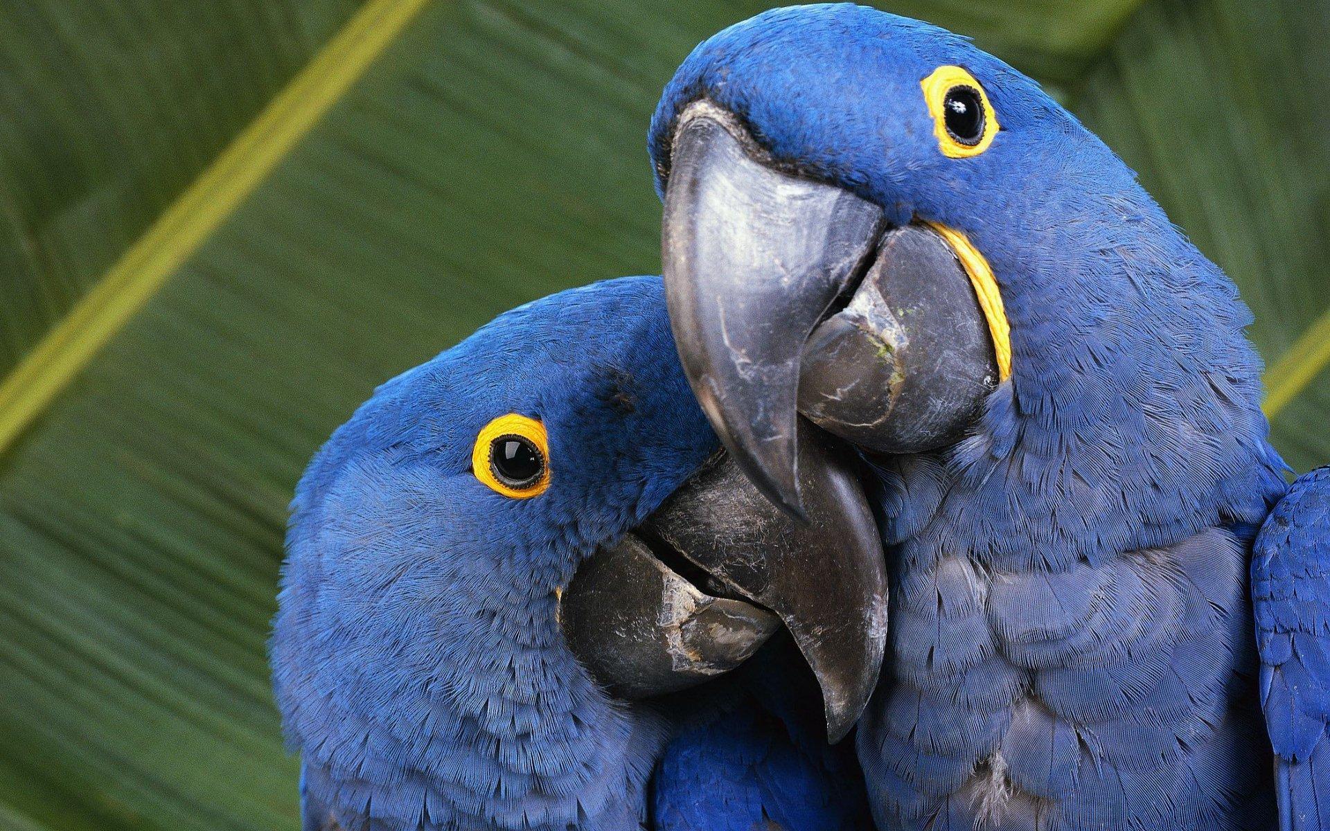 Wallpaper Birds, Parrots, Hyacinth Macaw, Blue and Yellow Macaw, Macaw,  Background - Download Free Image
