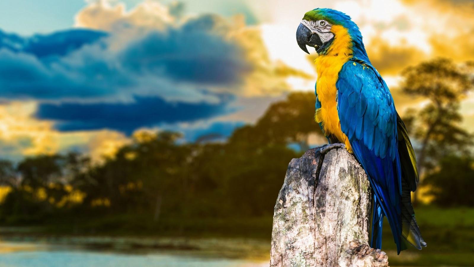 1600x900 macaw wallpaper