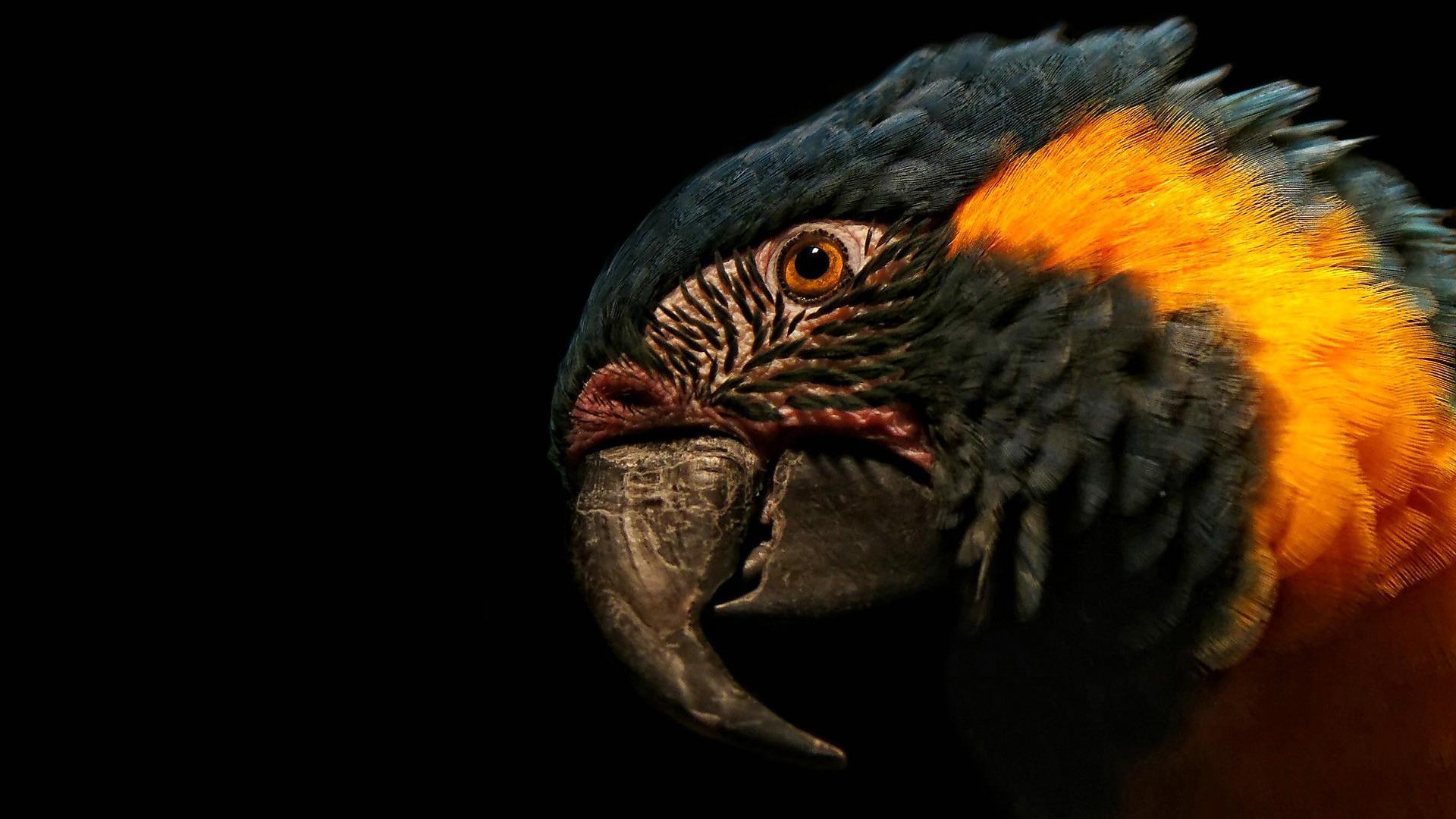 1920x1080 Amazing Macaw Wallpaper