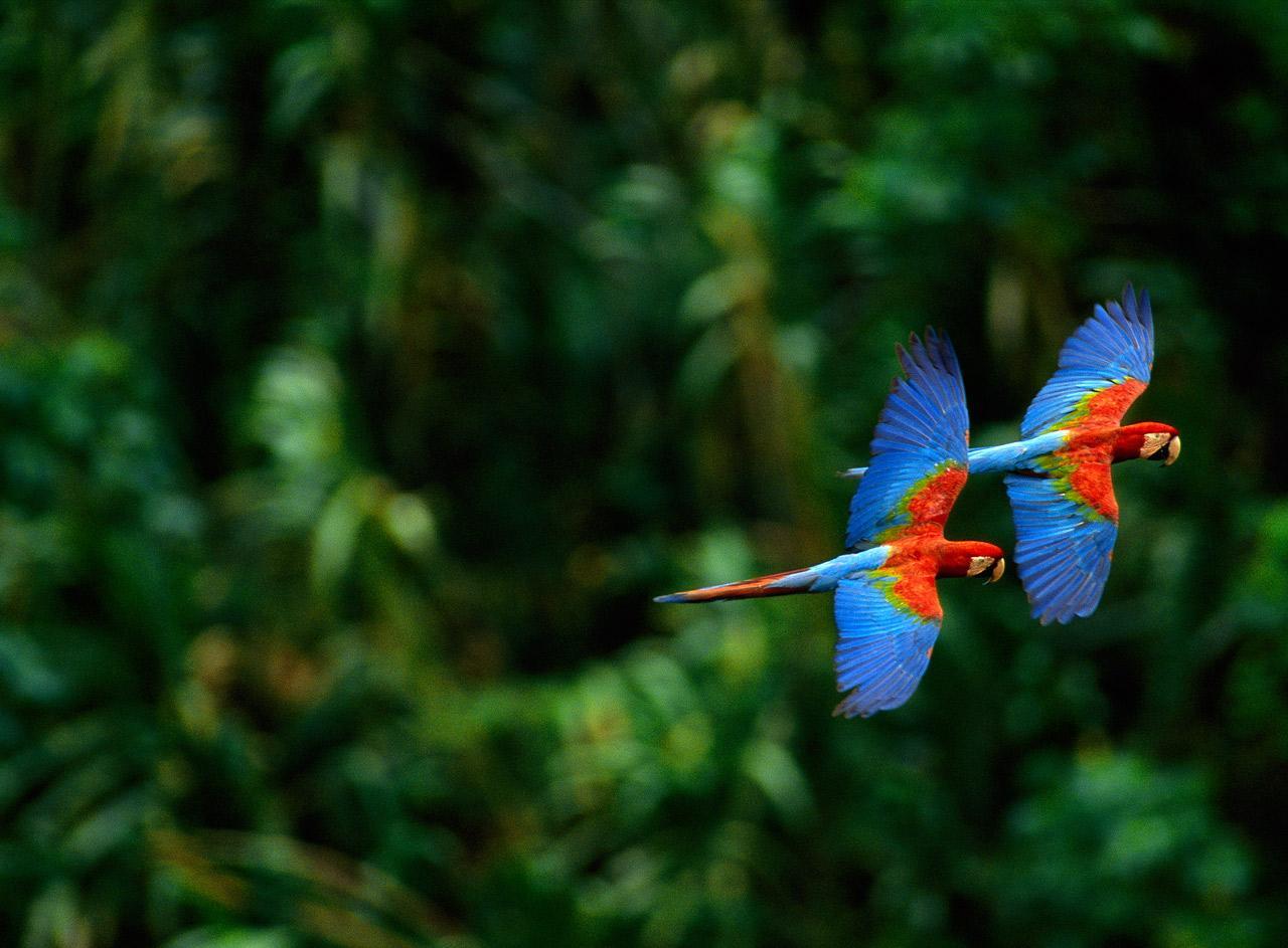 1280x943 1280x943px Macaw Wallpaper