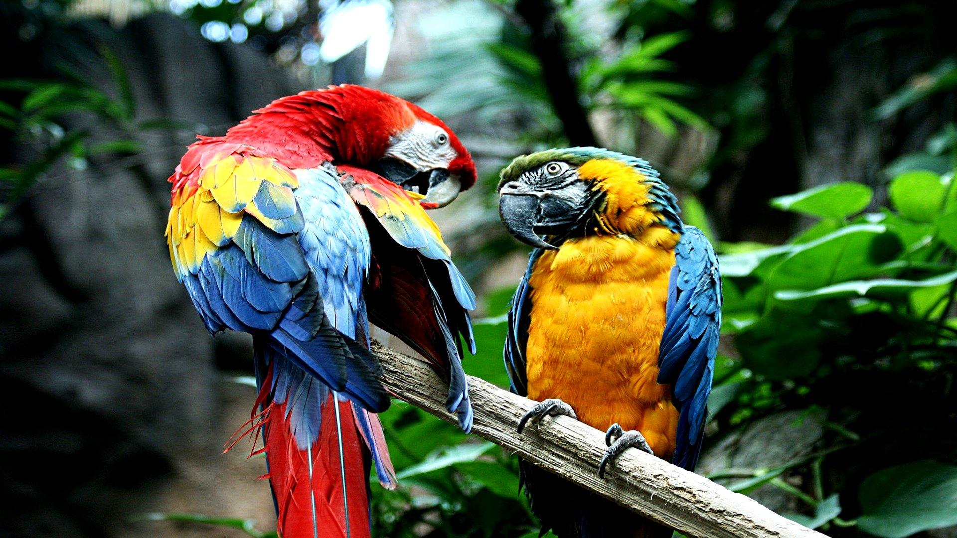 1920x1080 Macaw HD Wallpaper