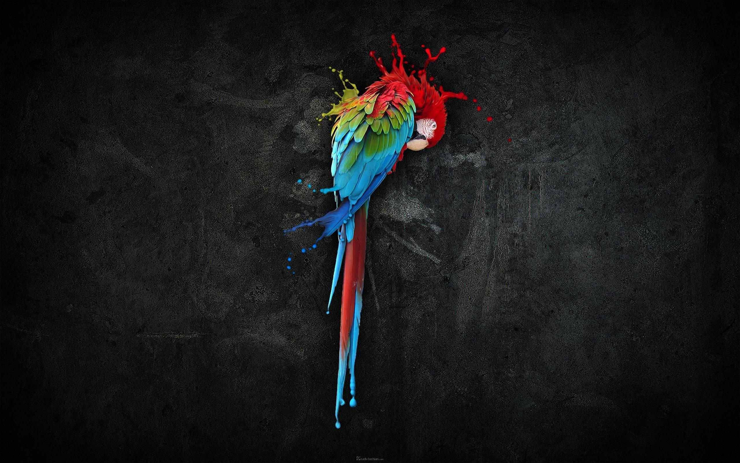 2560x1600 macaw wallpaper, desktop wallpaper