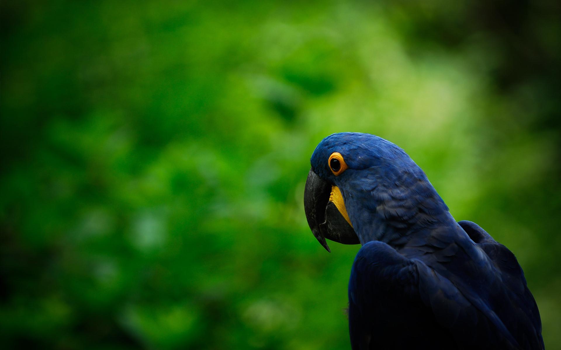 1920x1200 Wallpaper Blink of Hyacinth Macaw Wallpaper HD for Android