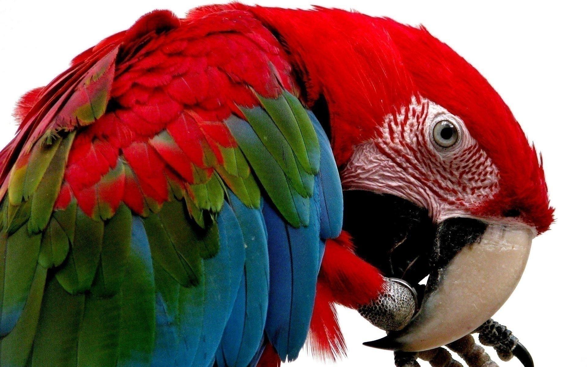 1920x1200 Scarlet Macaw Parrots Wallpaper