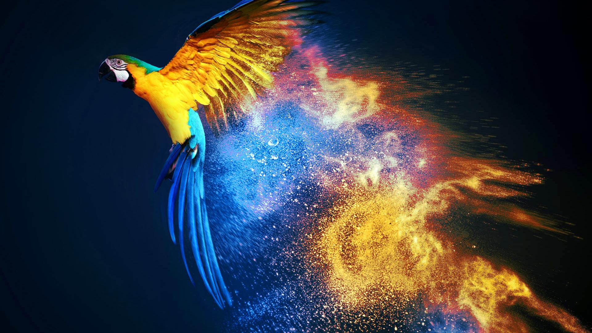 1920x1080 Macaw Wallpaper