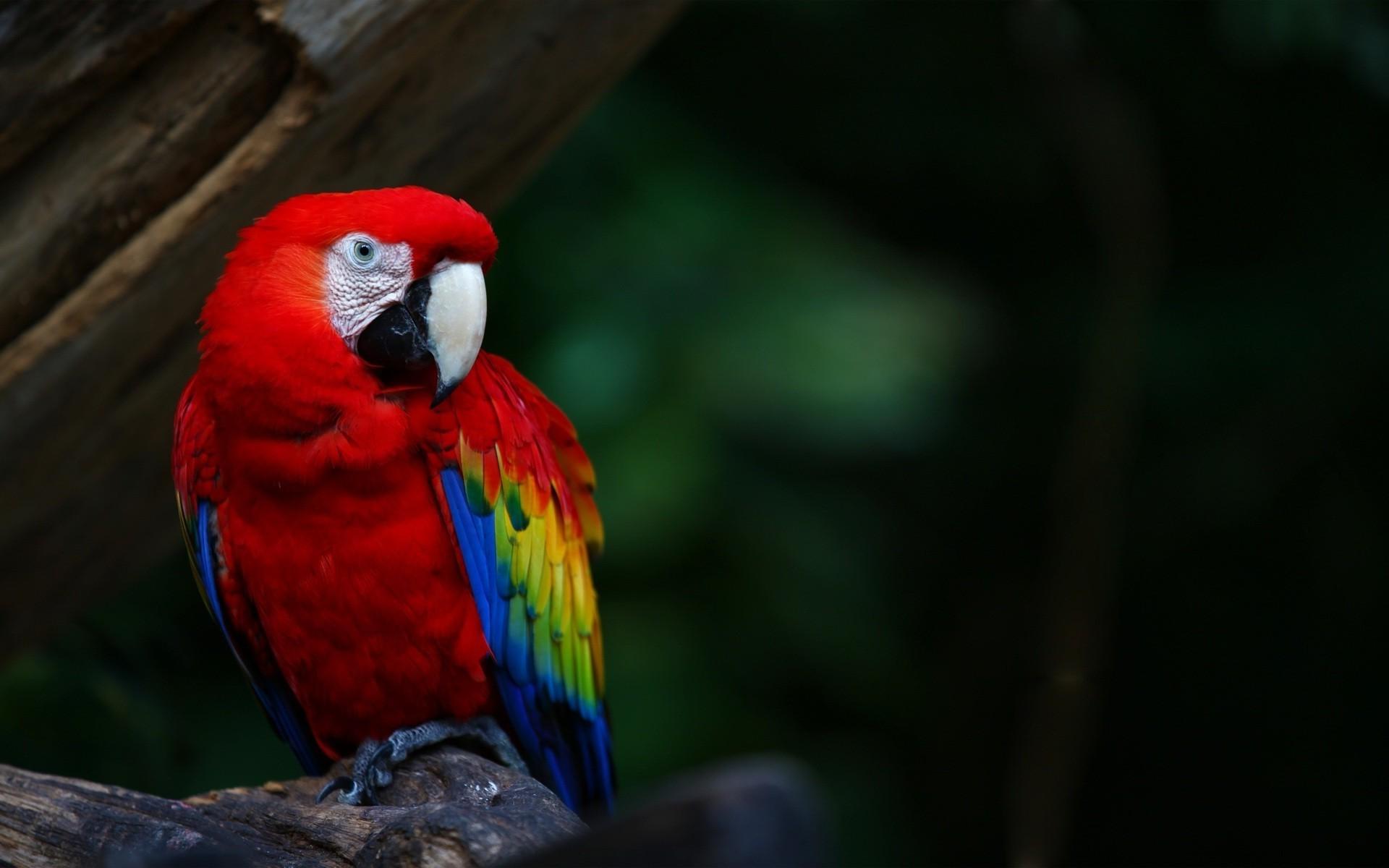 1920x1200 Macaw Parrot Wallpaper
