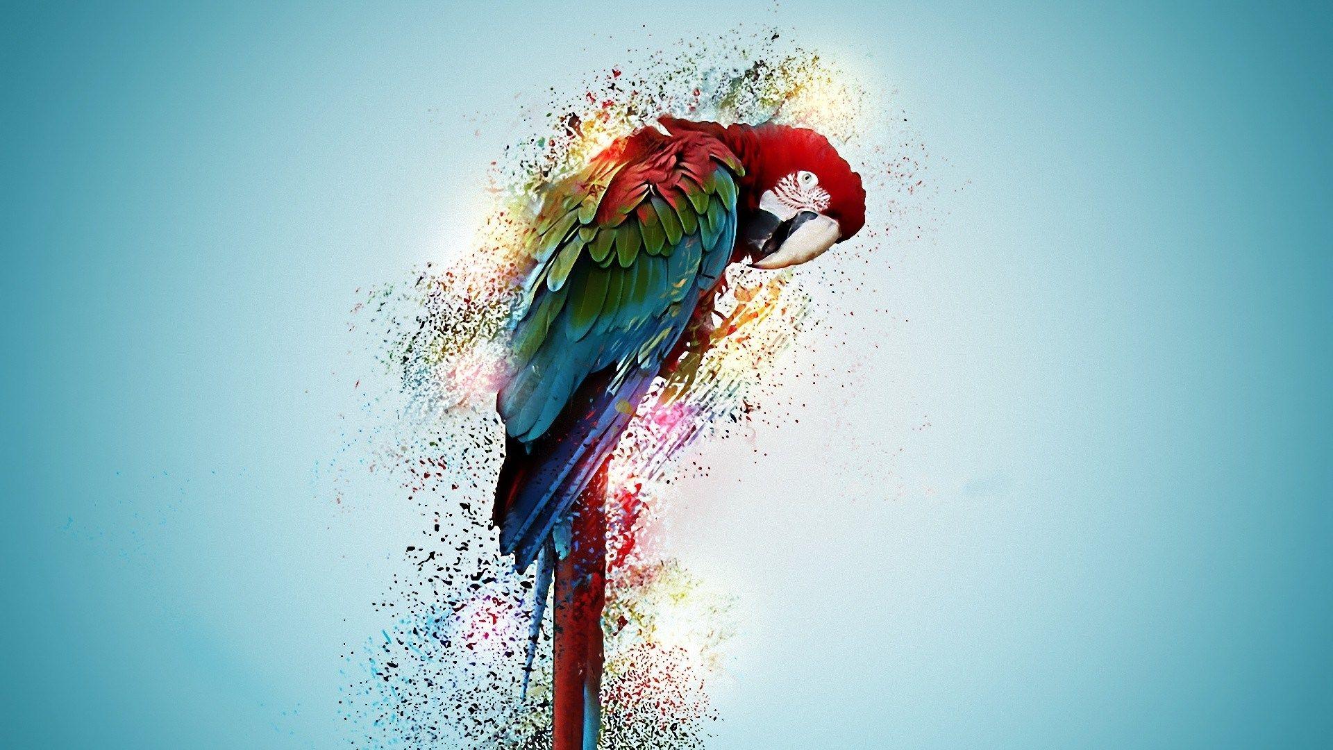 1920x1080 Red Green Macaw Wallpaper Desktop Background Download Wallpaper