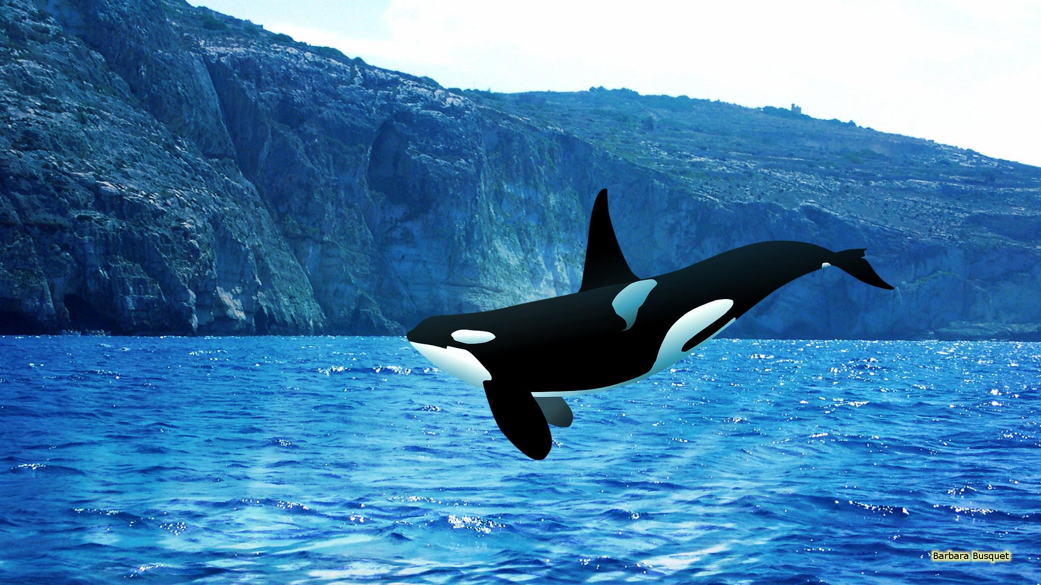 orca whales wallpaper