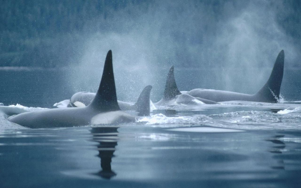 Orca Wallpapers Top Free Orca Backgrounds Wallpaperaccess