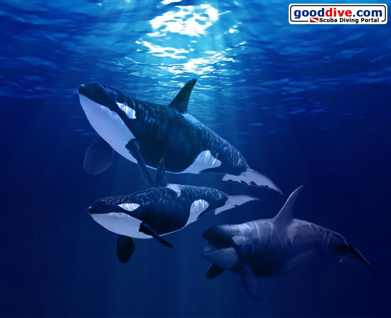 Orca Wallpapers - Top Free Orca Backgrounds - WallpaperAccess
