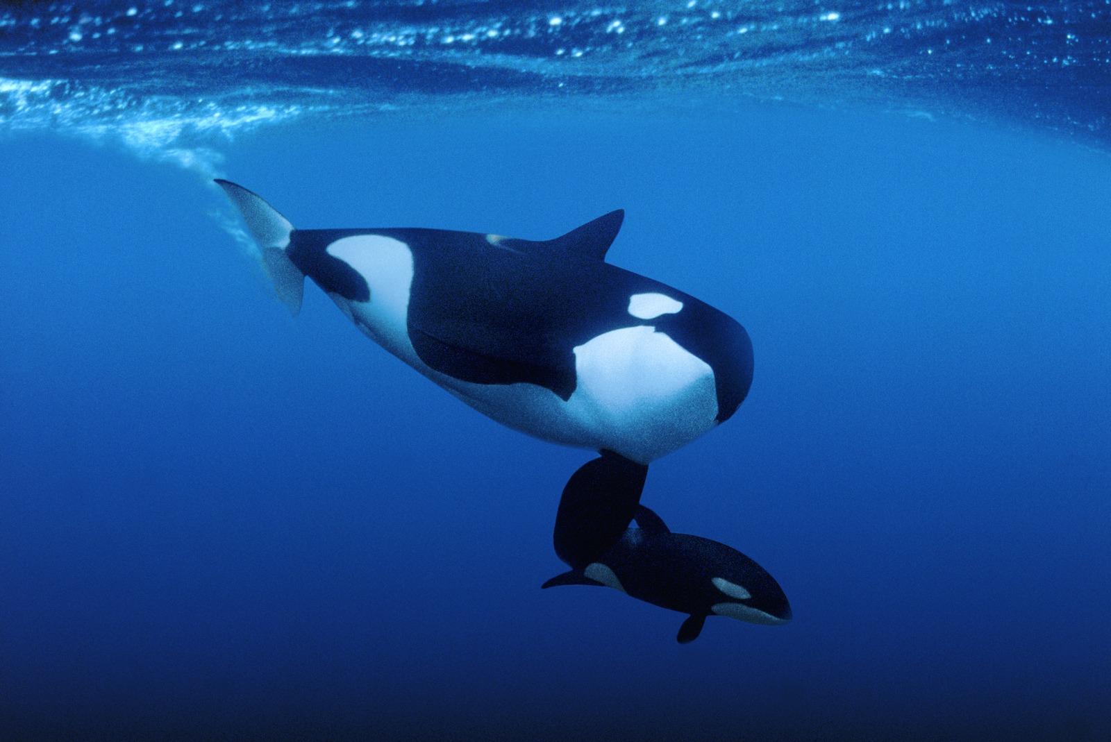 1600x1069 Killer Whale HD Wallpaper For Pc 12178 Wallpaperz