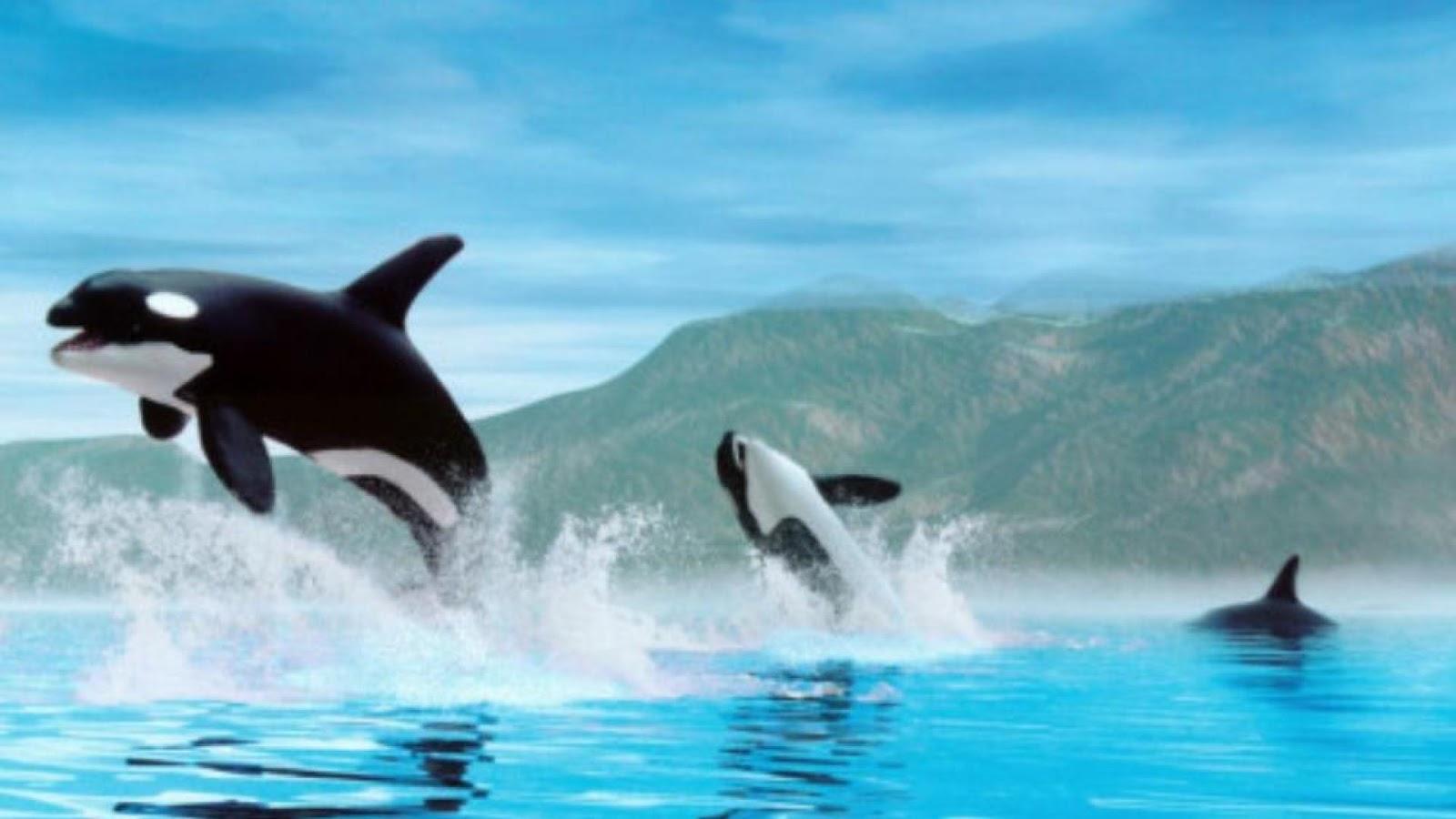 Orca Wallpapers Top Free Orca Backgrounds Wallpaperaccess