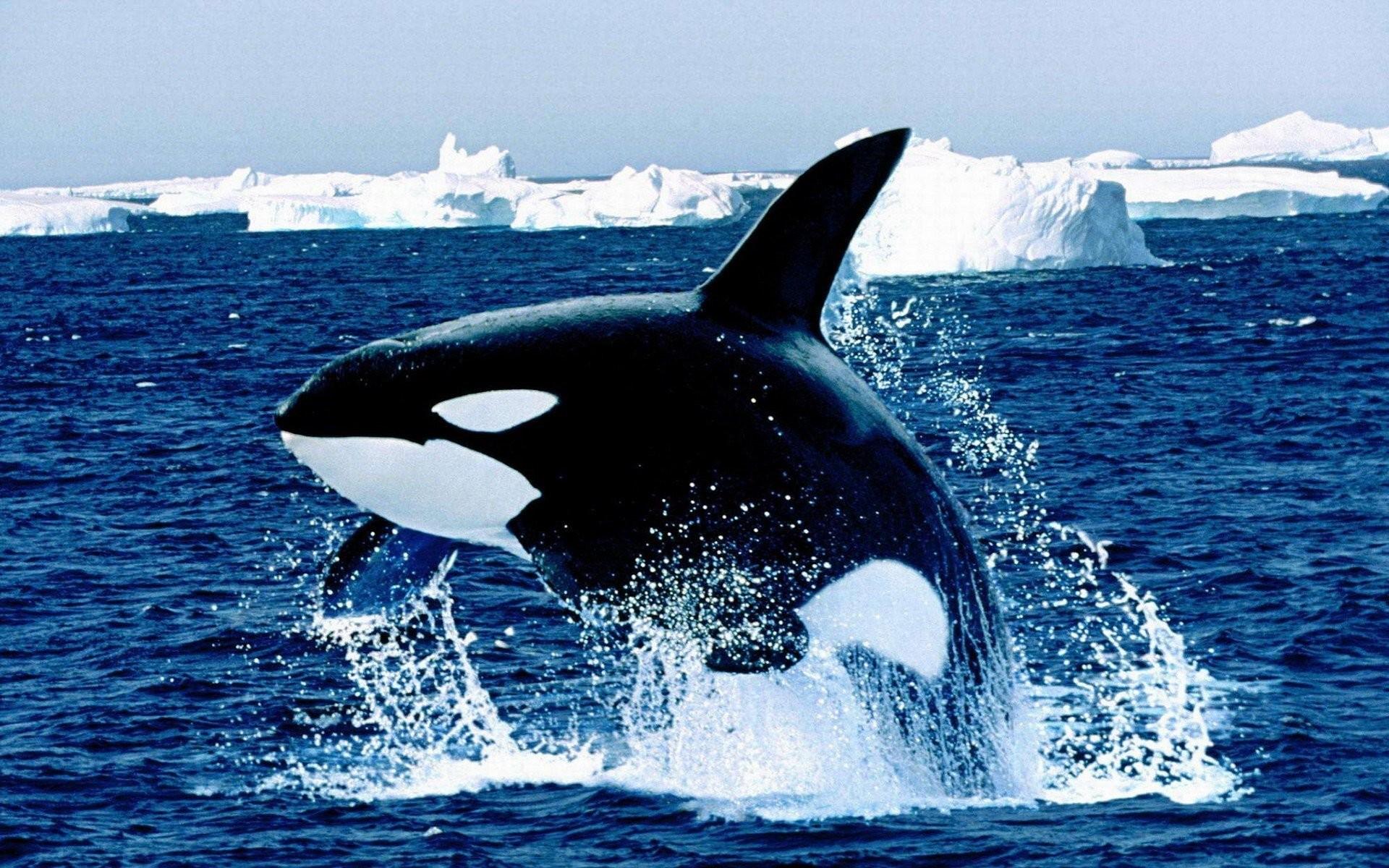 1920x1200 Orca Wallpaper background picture