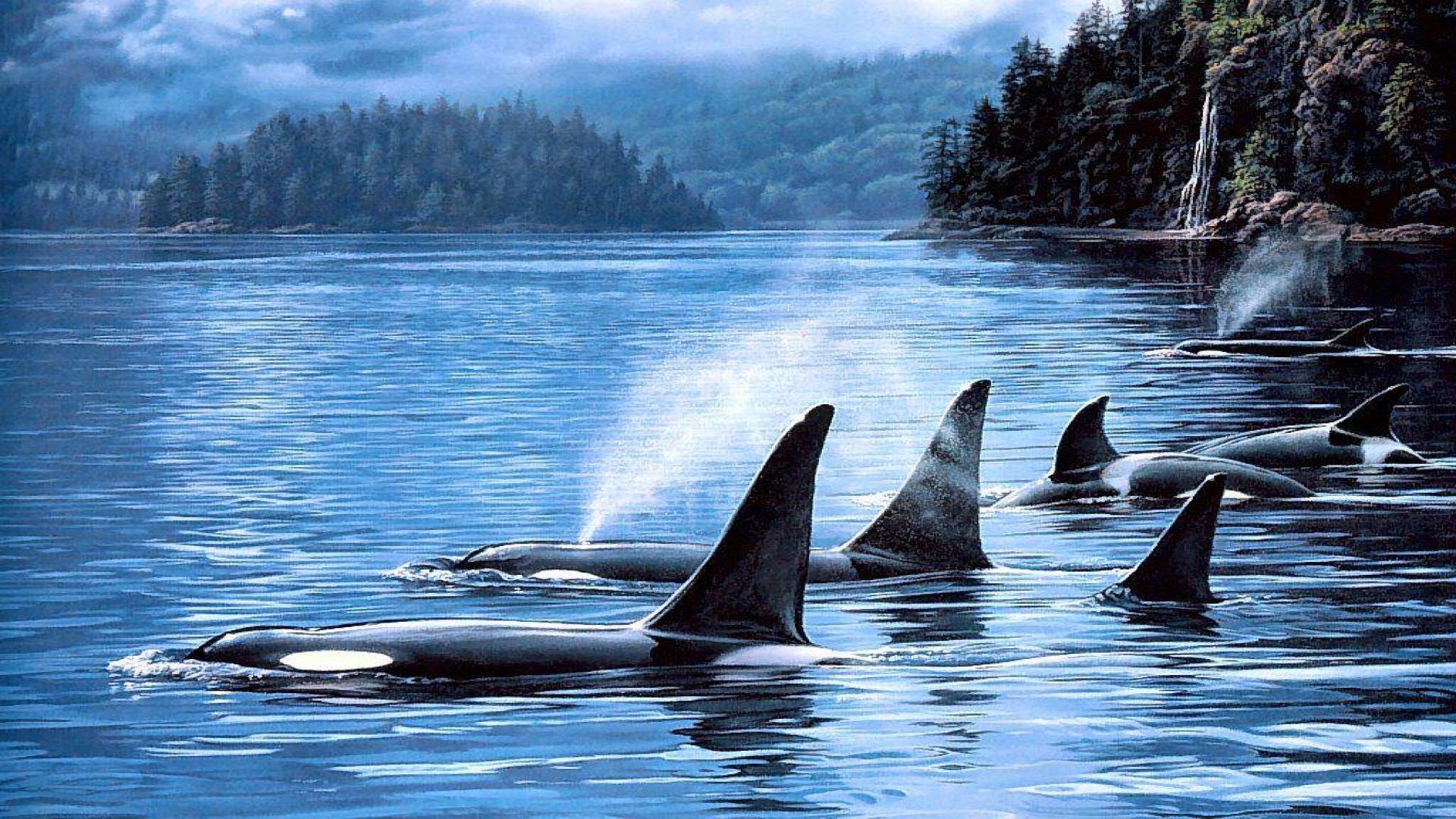 Orca Wallpapers - Top Free Orca Backgrounds - WallpaperAccess