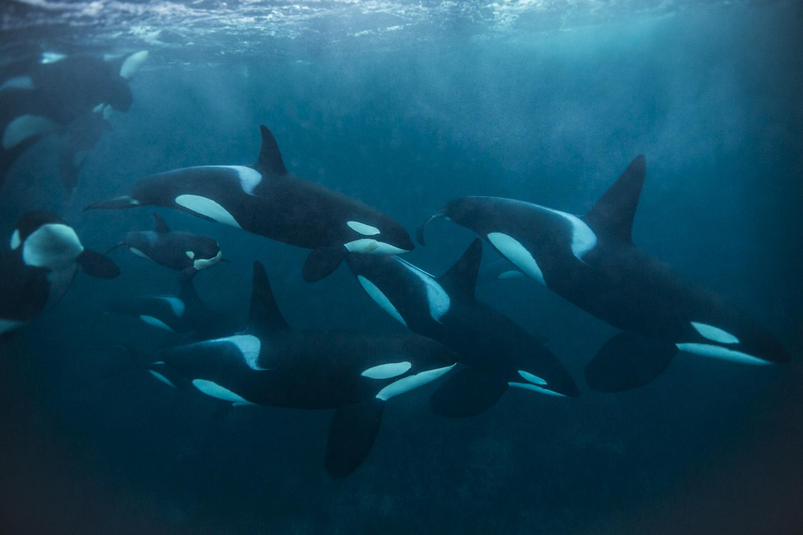 1600x1067 Ild Orca Underwat HD Wallpaper, Background Image