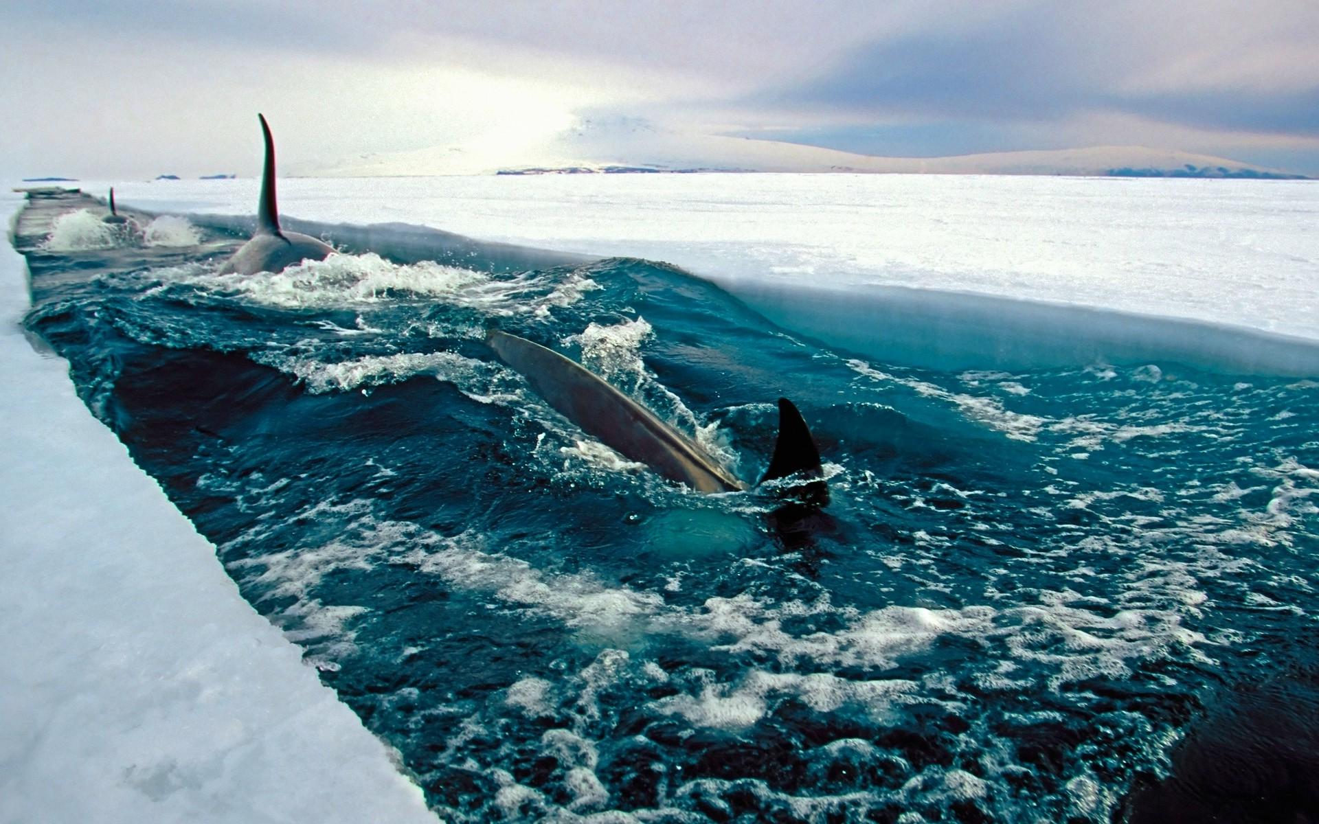 1920x1200 Orca Wallpaper 27 X 1200