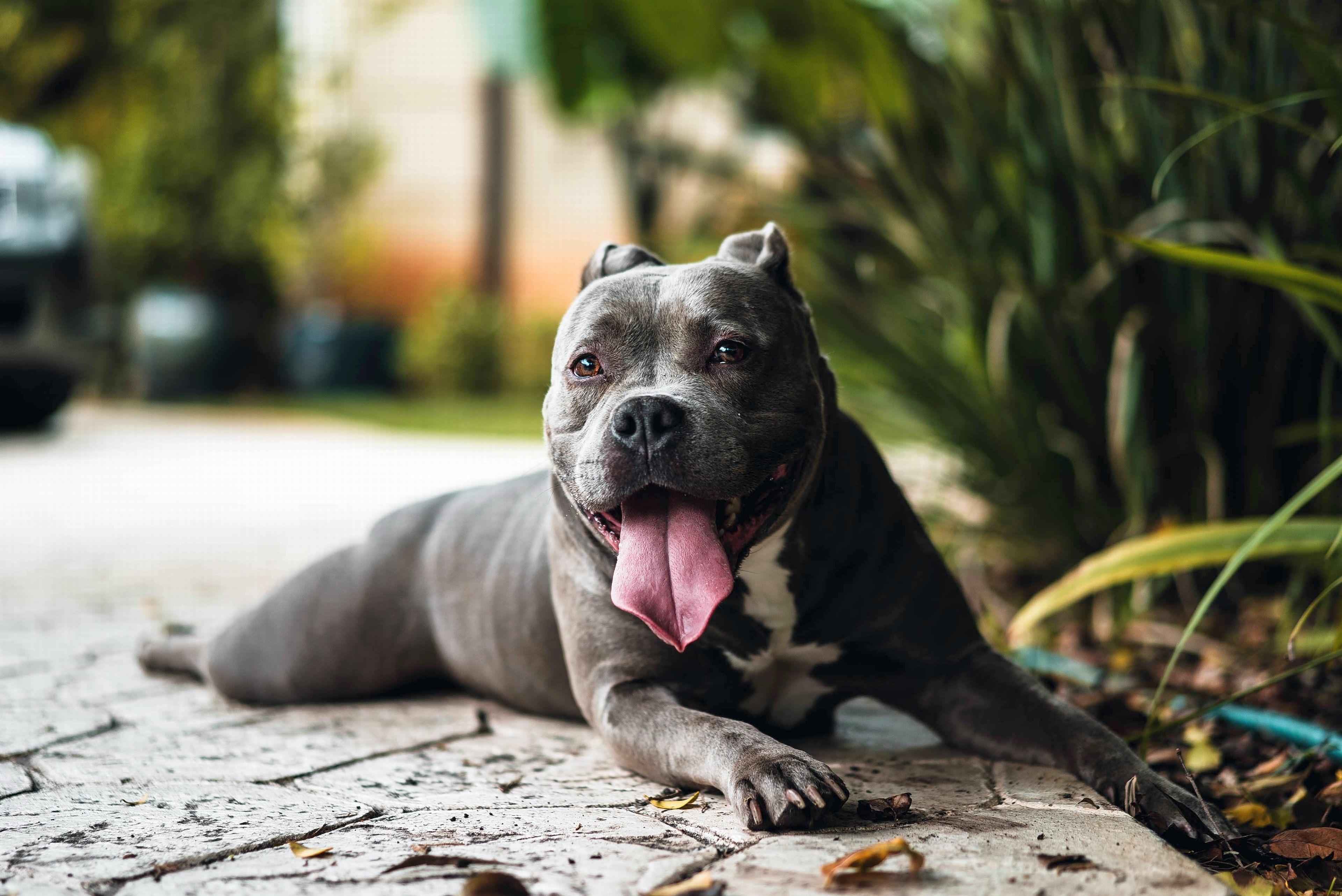 3840x2565 Pitbull Dog Wallpaper