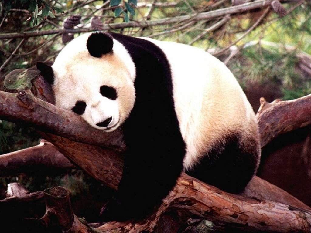 1024x768 Wallpaper For > Baby Panda Bear Wallpaper. panda love