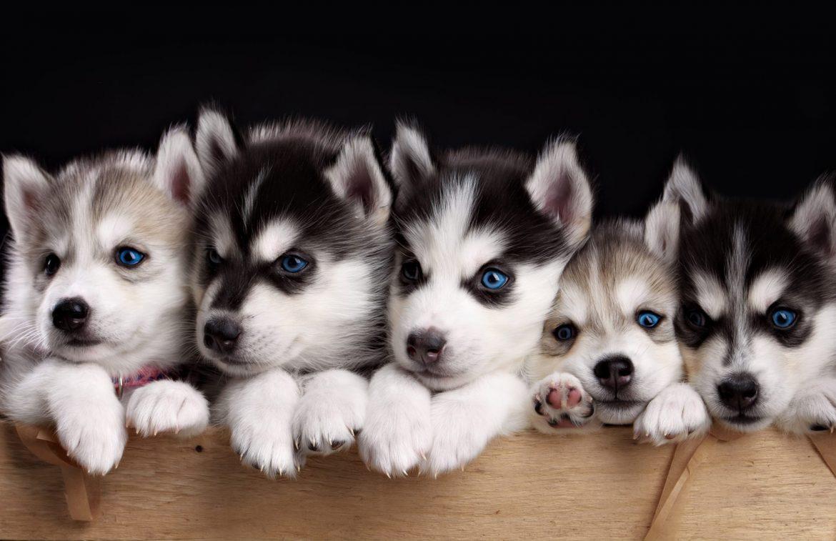 1170x757 Puppies Wallpaper New Tab