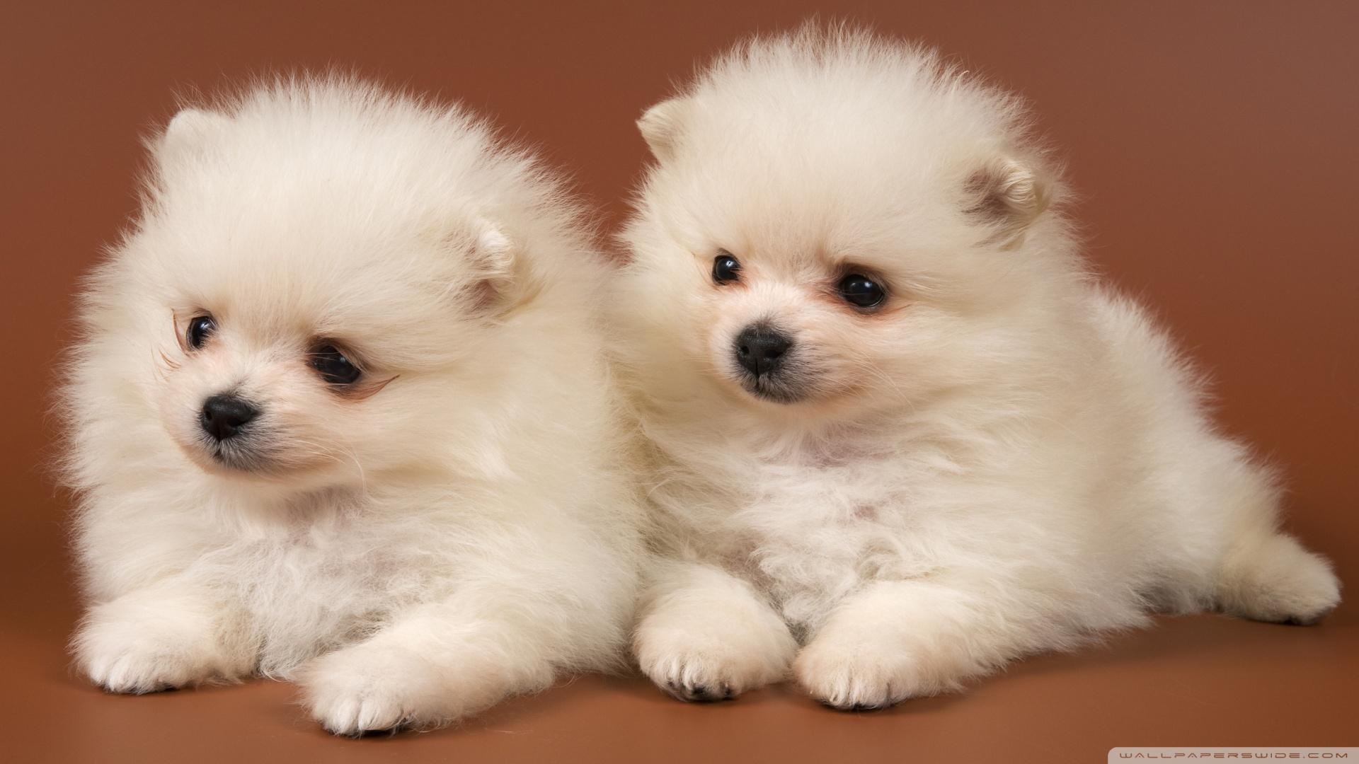 1920x1080 Pomeranian Puppies ❤ 4K HD Desktop Wallpaper for 4K Ultra HD TV