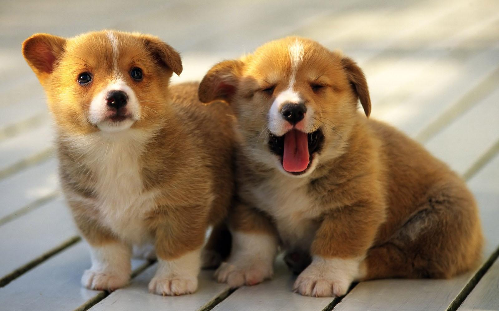 1600x1000 Desktop Wallpaper: Puppies Desktop Wallpaper