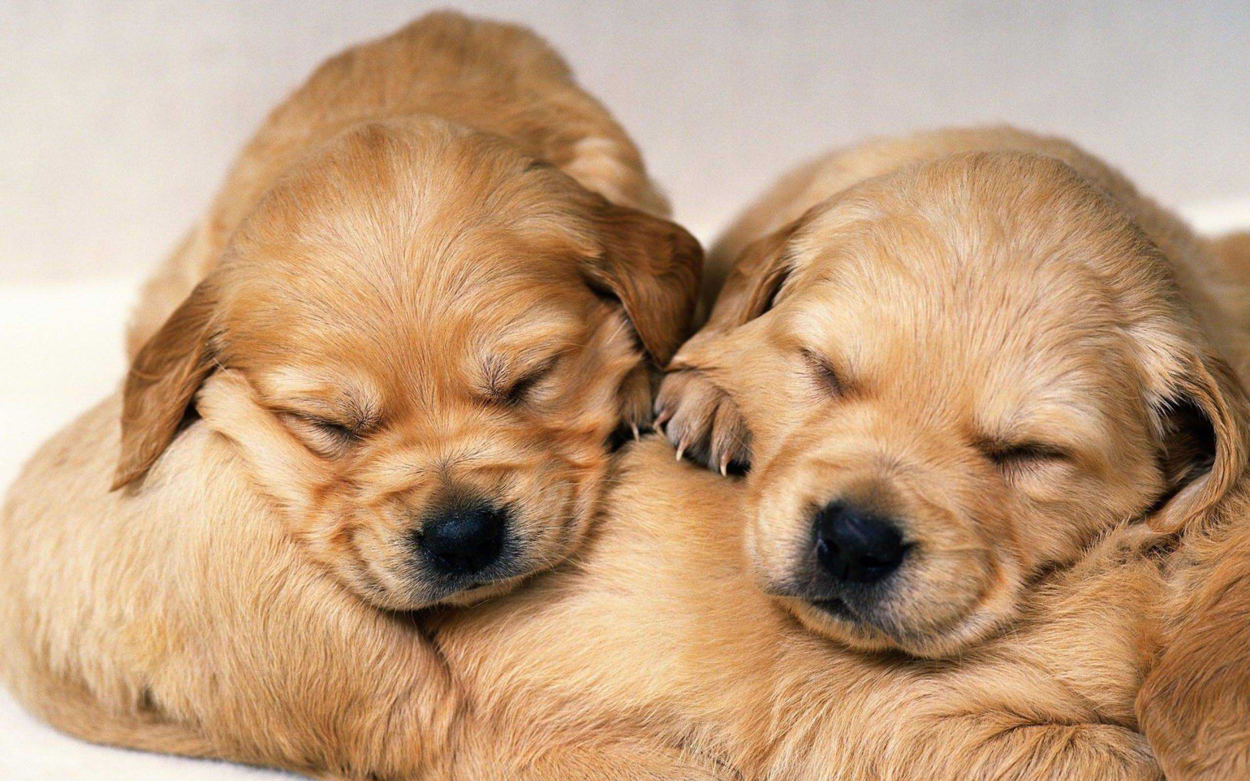 2560x1600 Cute Puppy Wallpaper