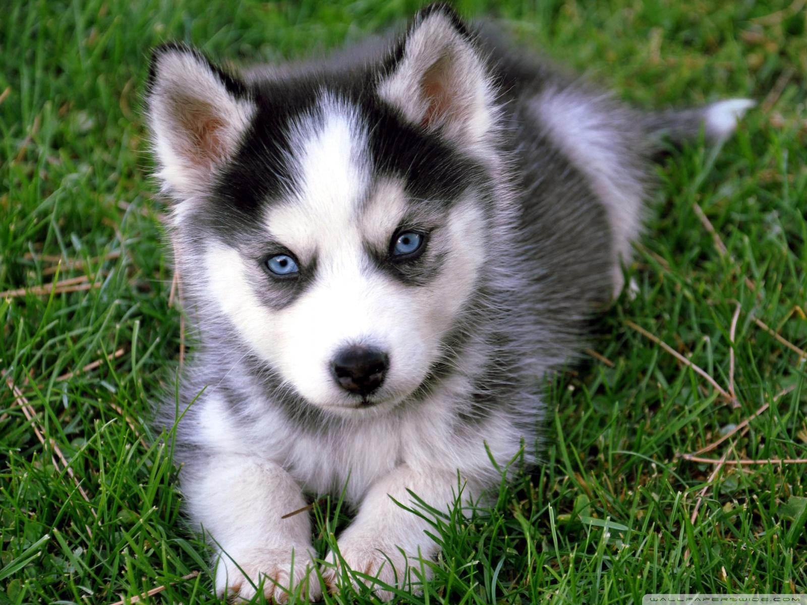1600x1200 Cute Husky Puppy ❤ 4K HD Desktop Wallpaper for 4K Ultra HD TV