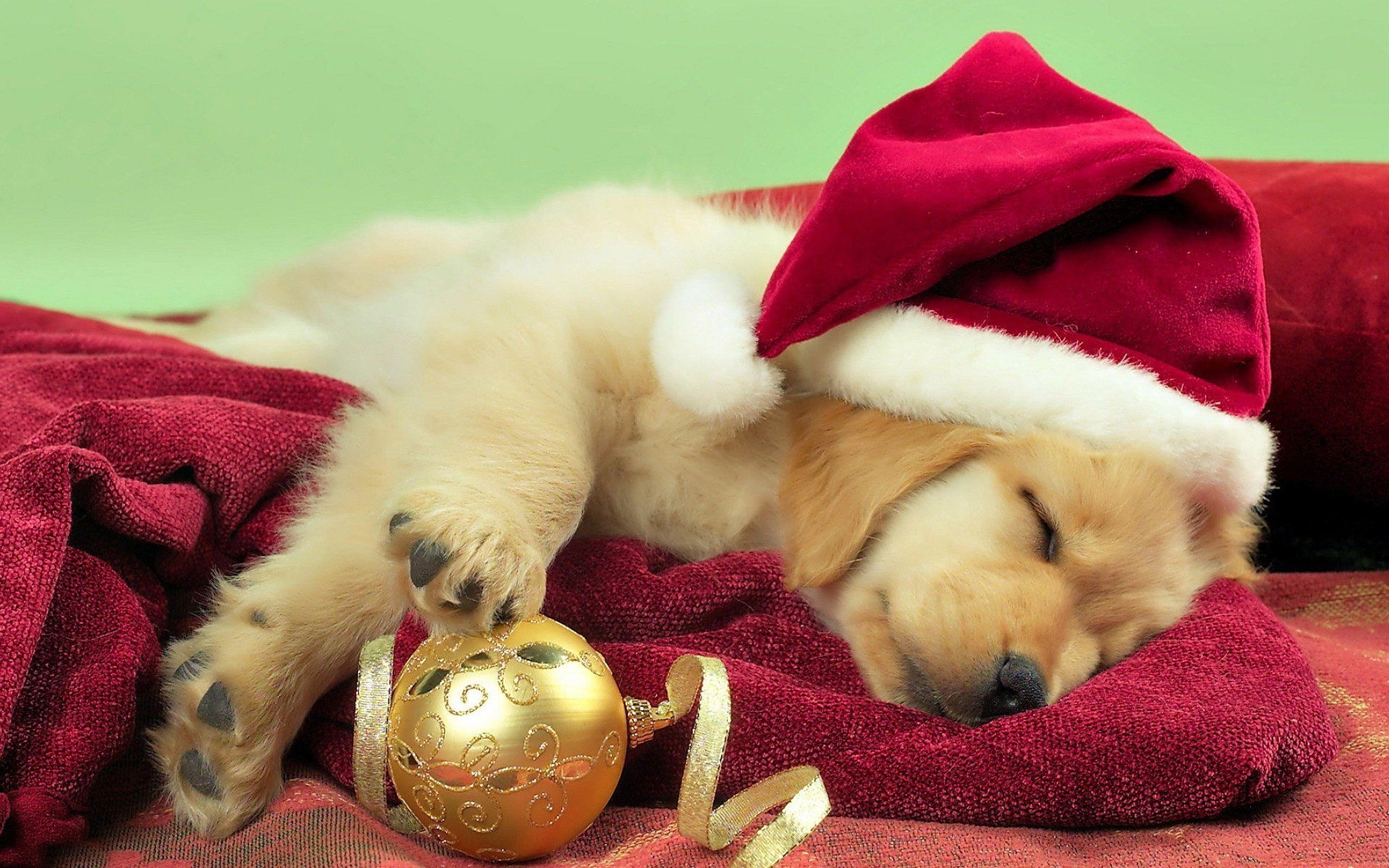Droll Golden Retriever Christmas Puppies